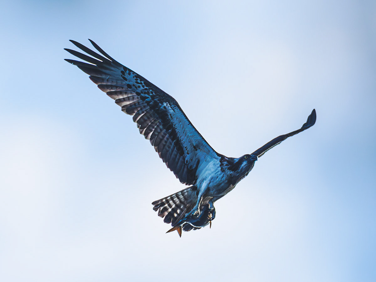 Osprey