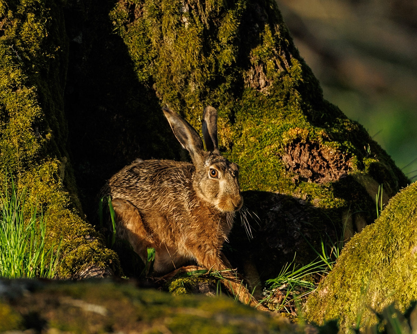 European Hare