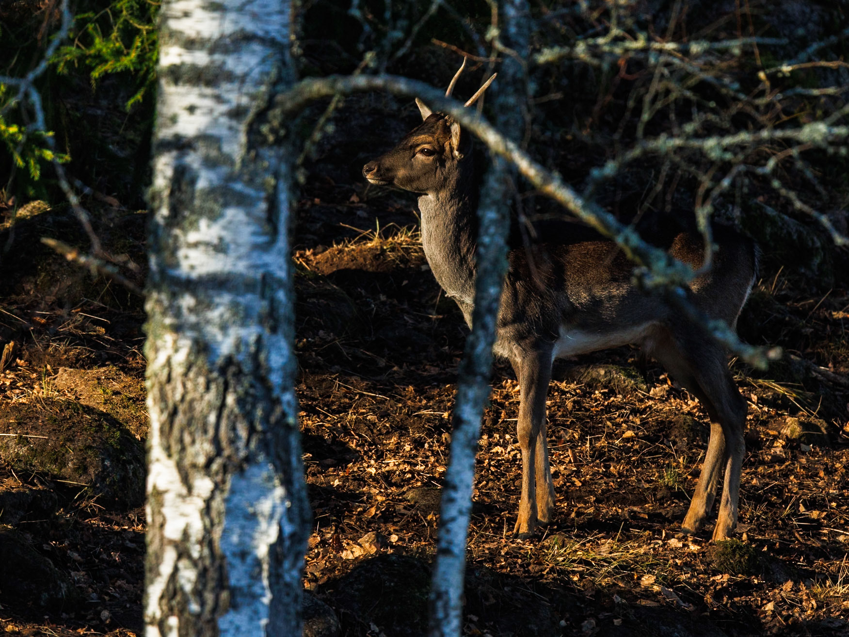 Fallow deer