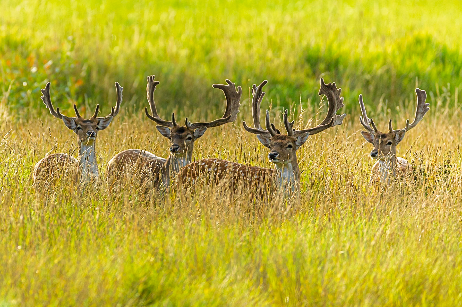 Fallow Deer
