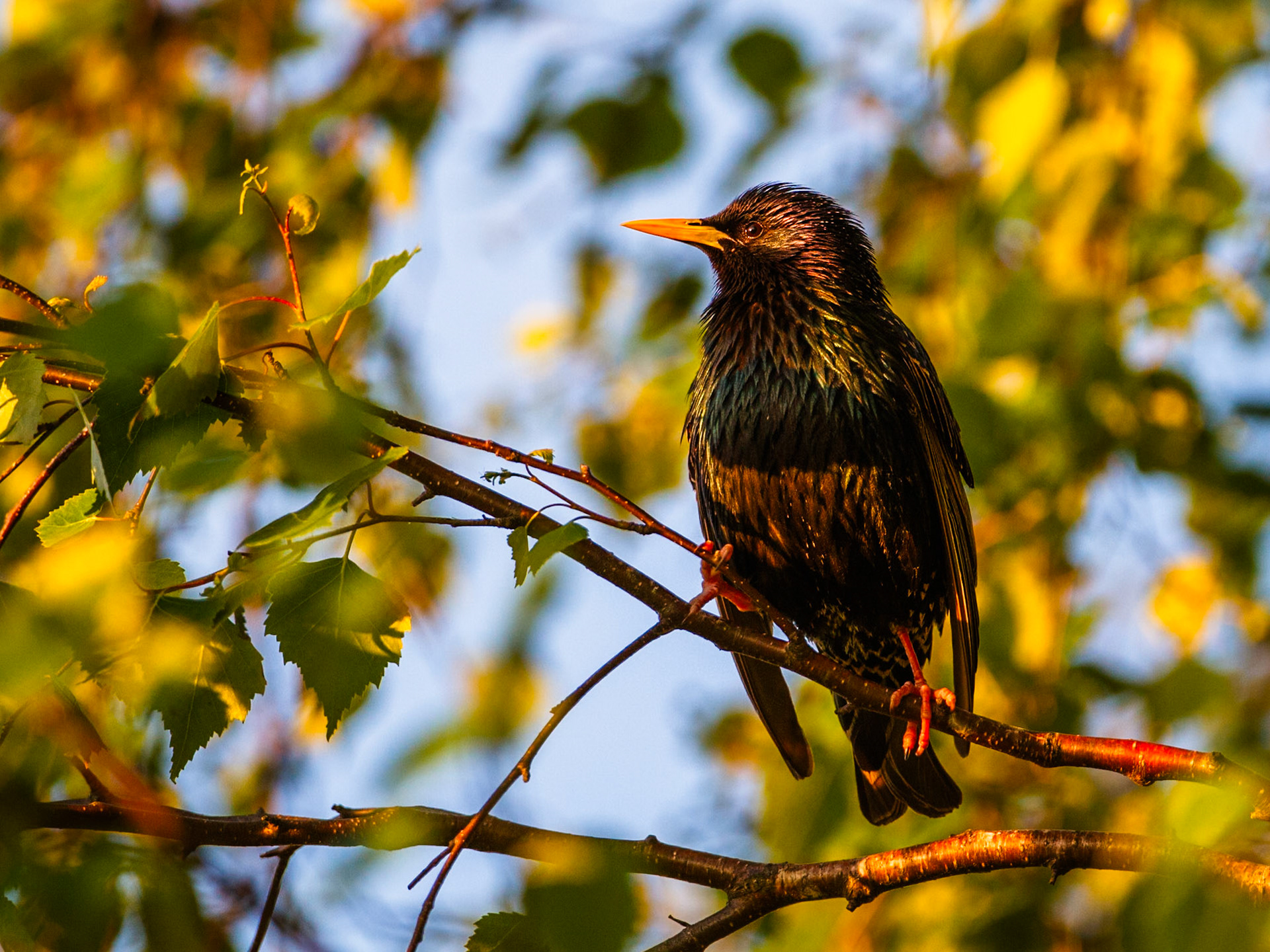 European Starling