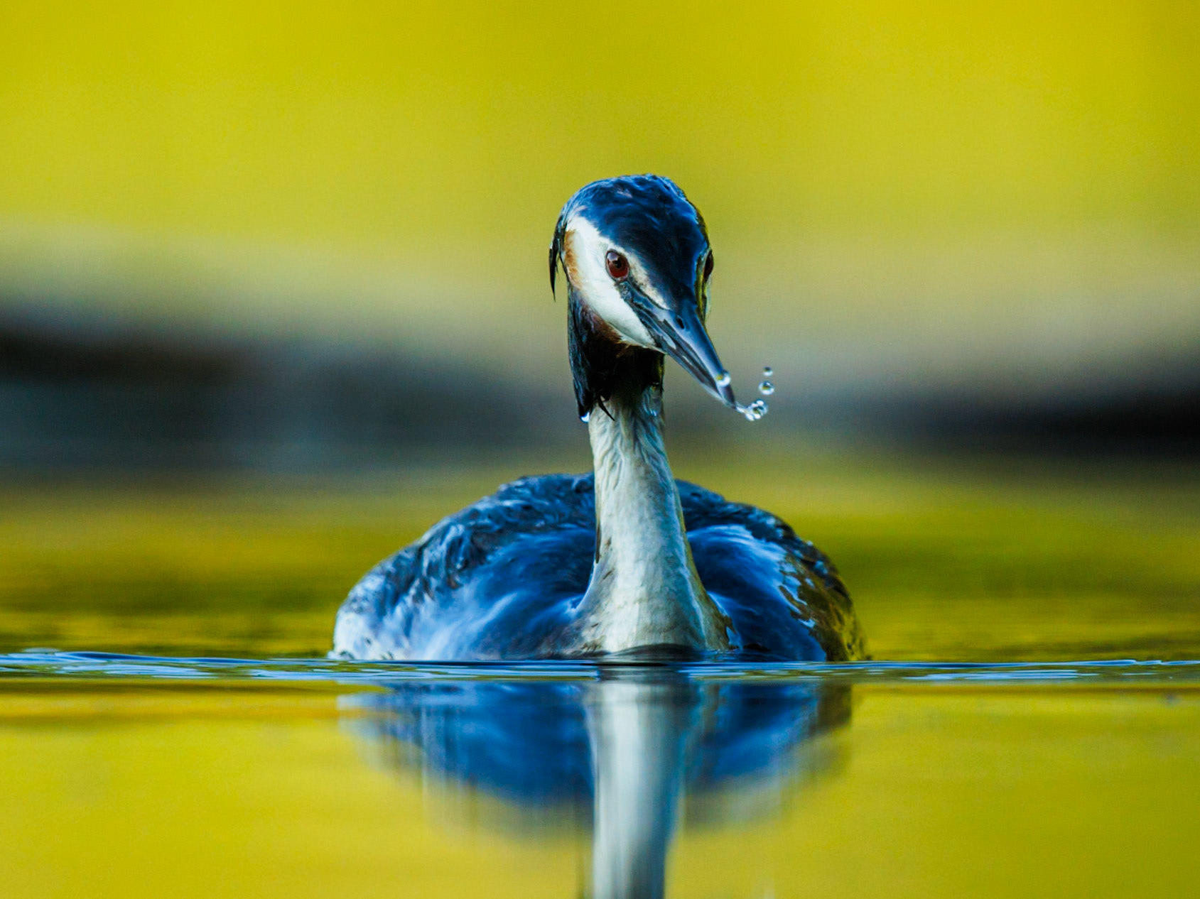 Great Crested Grebe