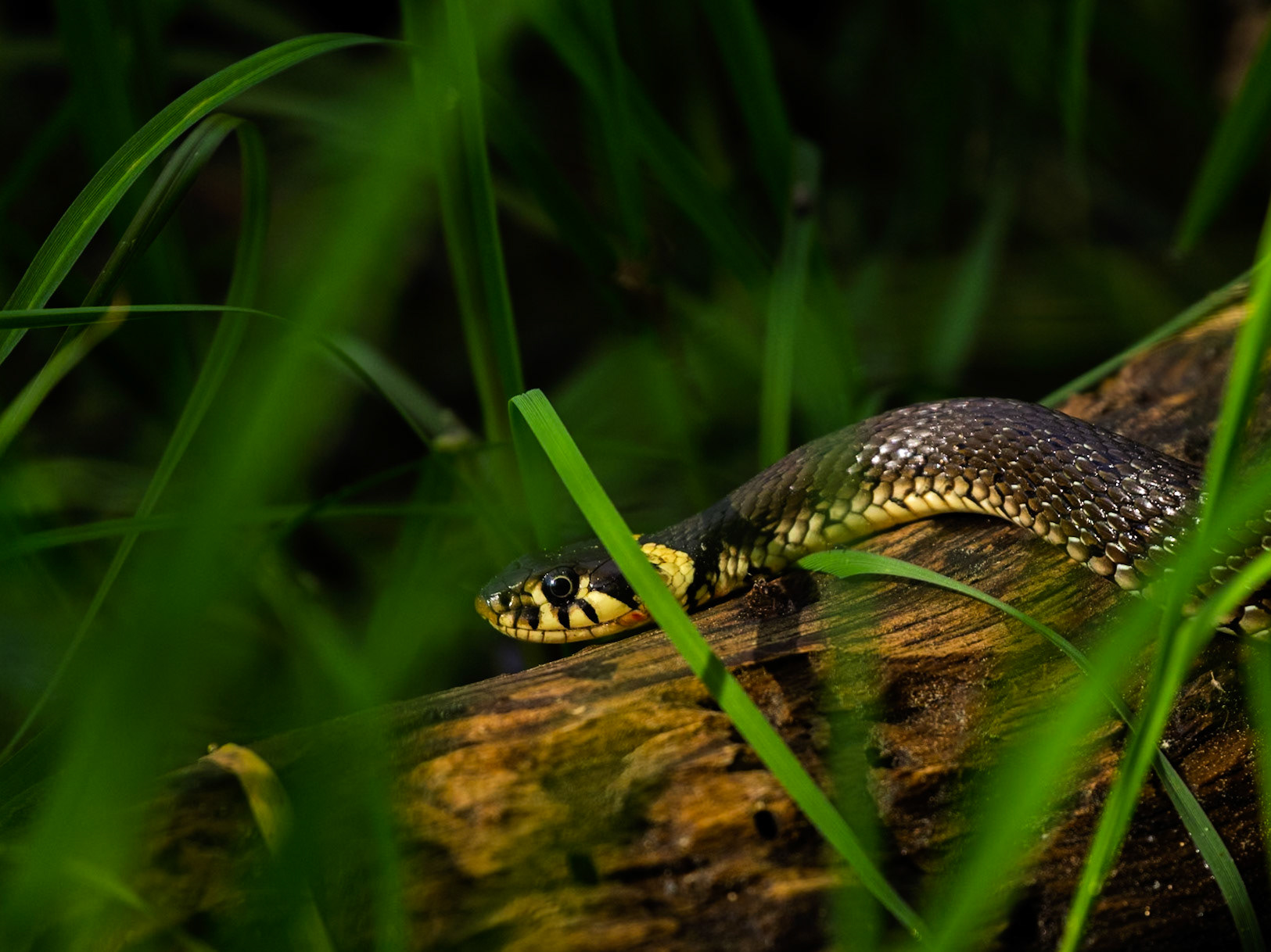Grass Snake