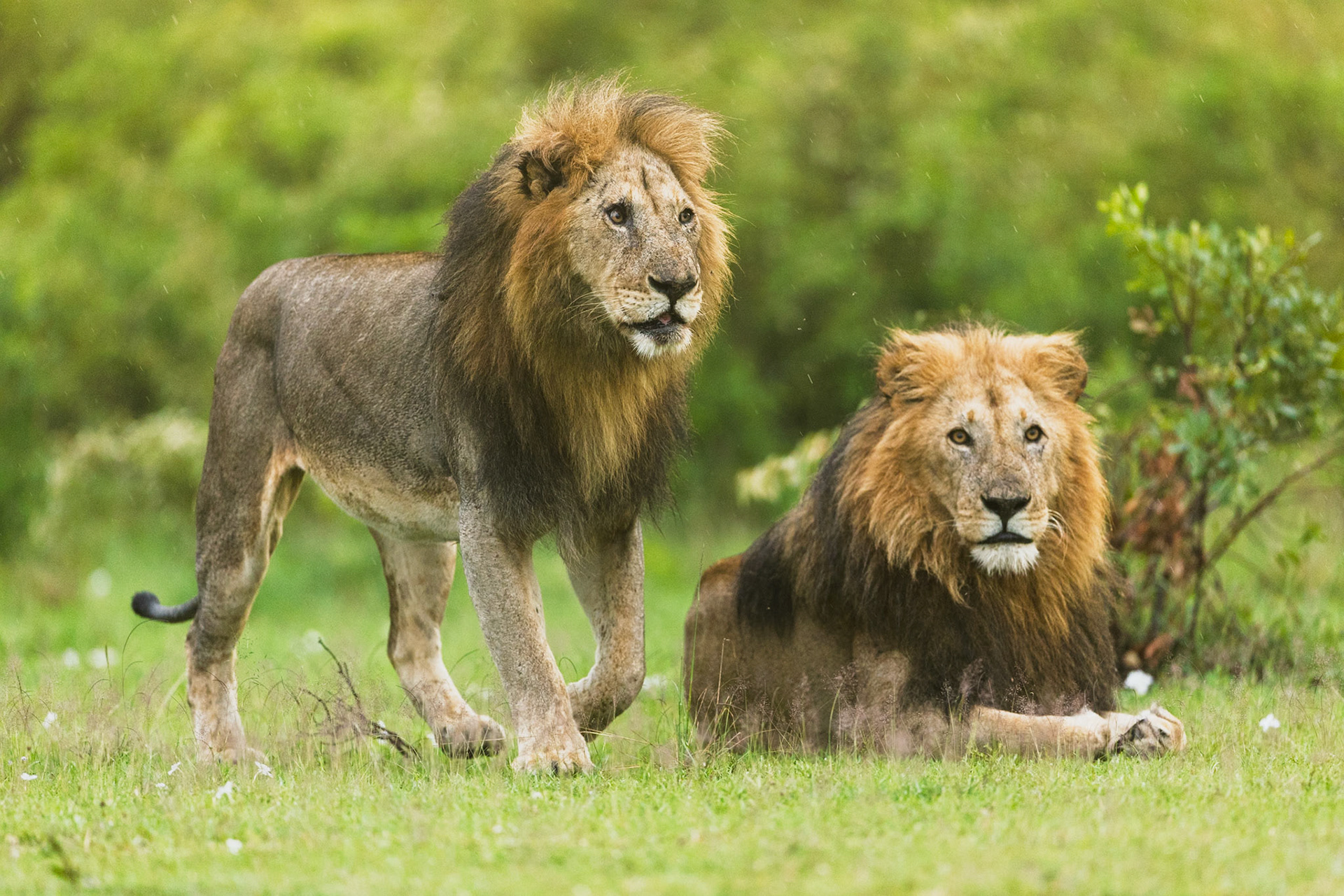 Lions in Masai Mara 2026