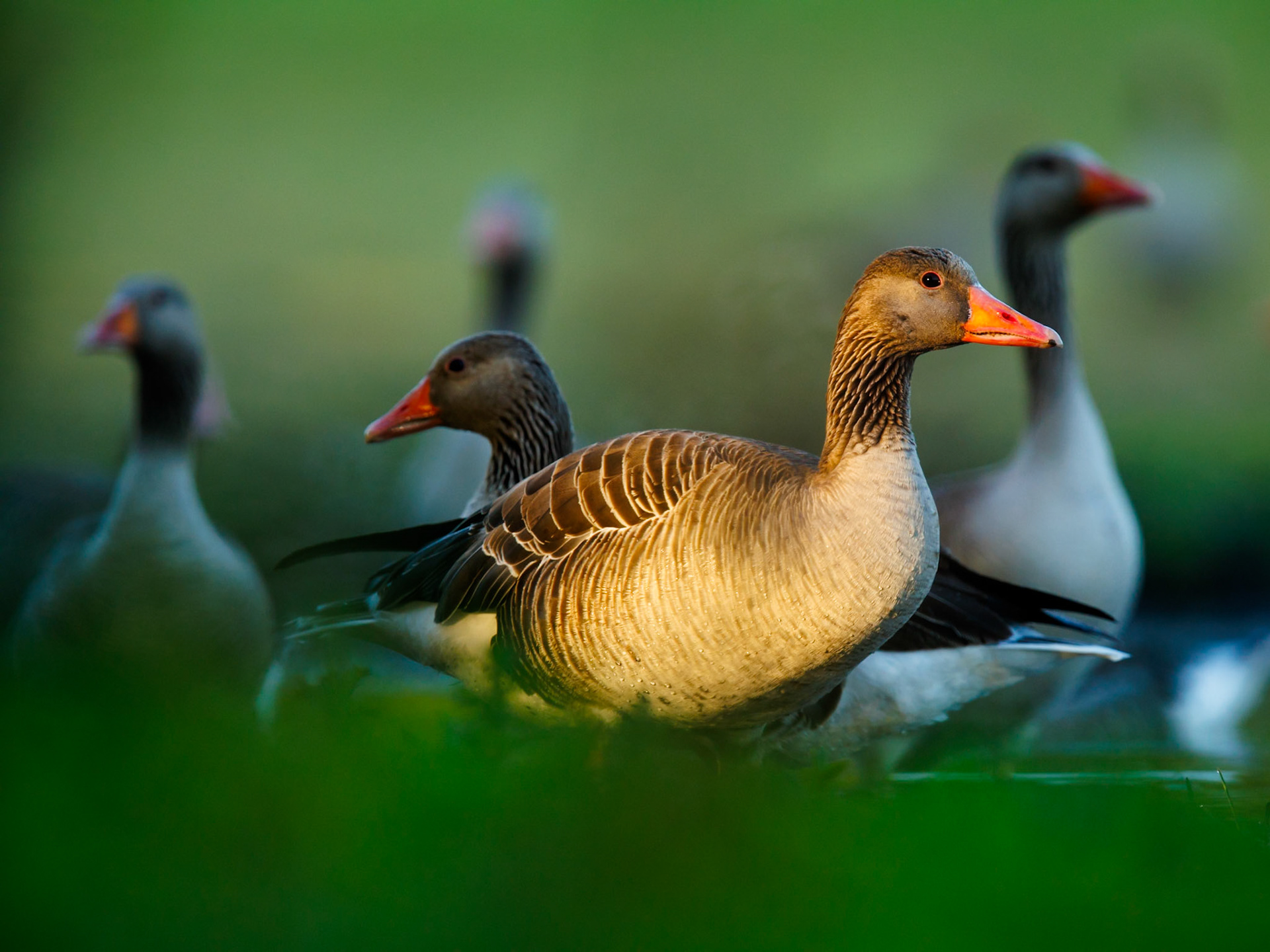 Greylag Goose