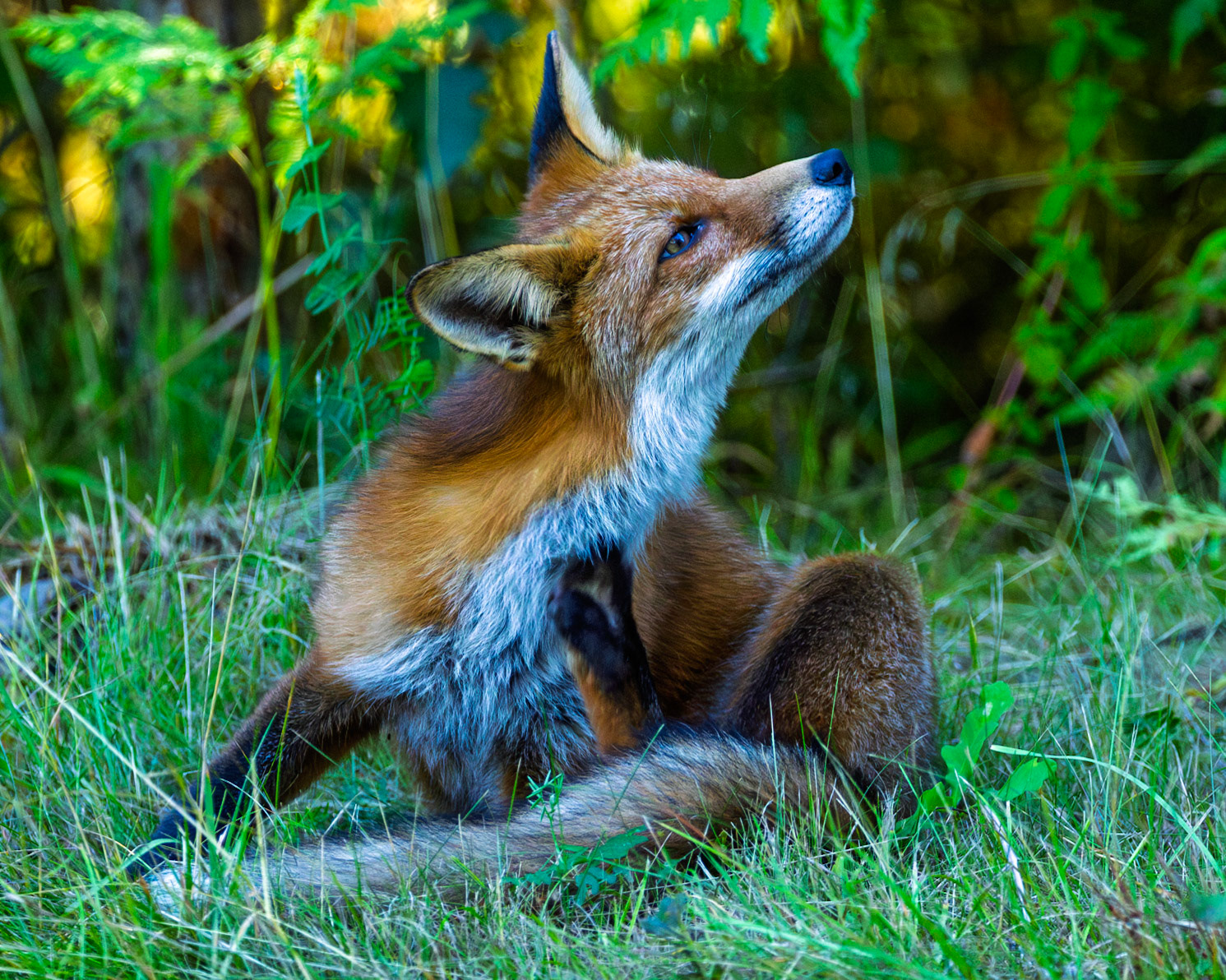 Red Fox