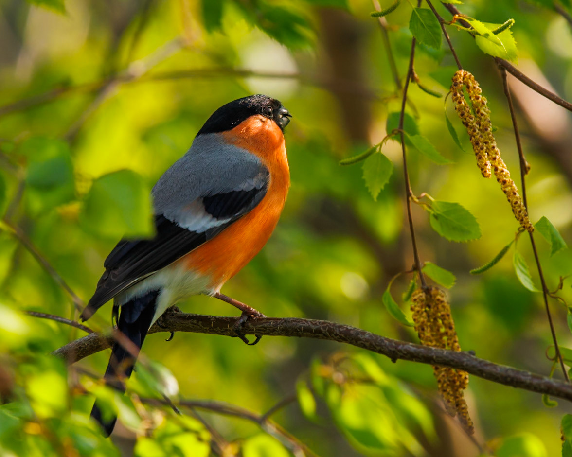 Bullfinch