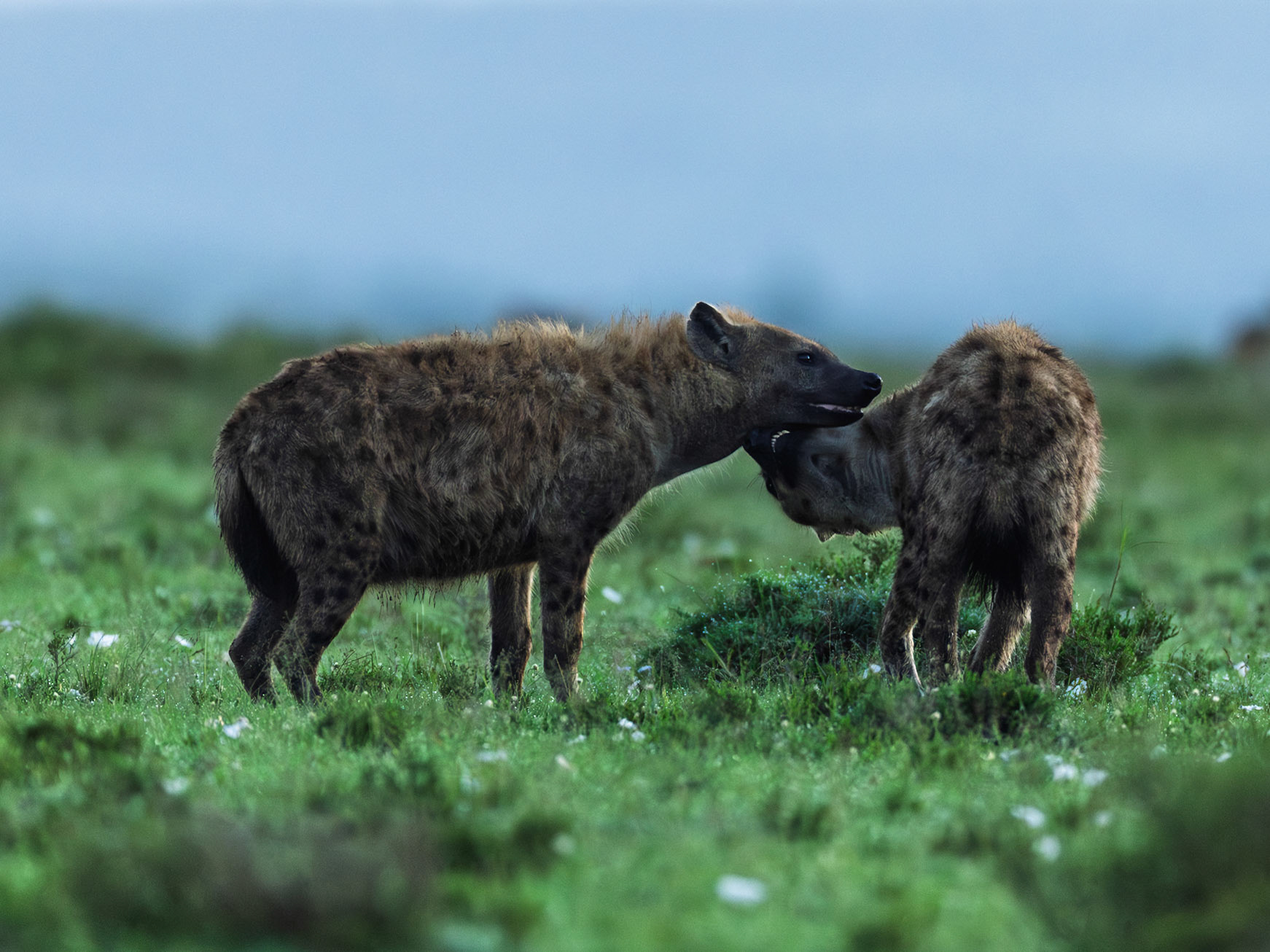 Spotted hyena in Masai Mara 2026