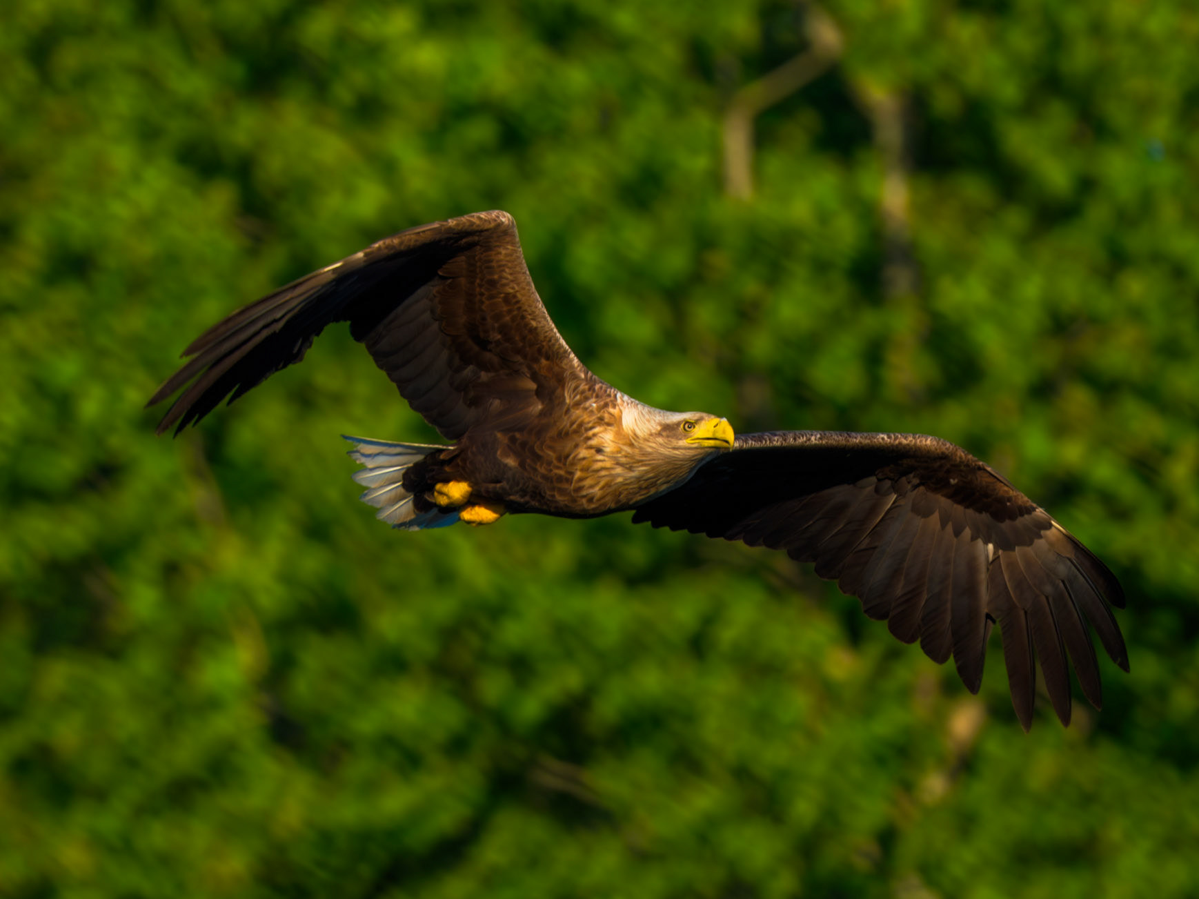 White-tailed Eagle
