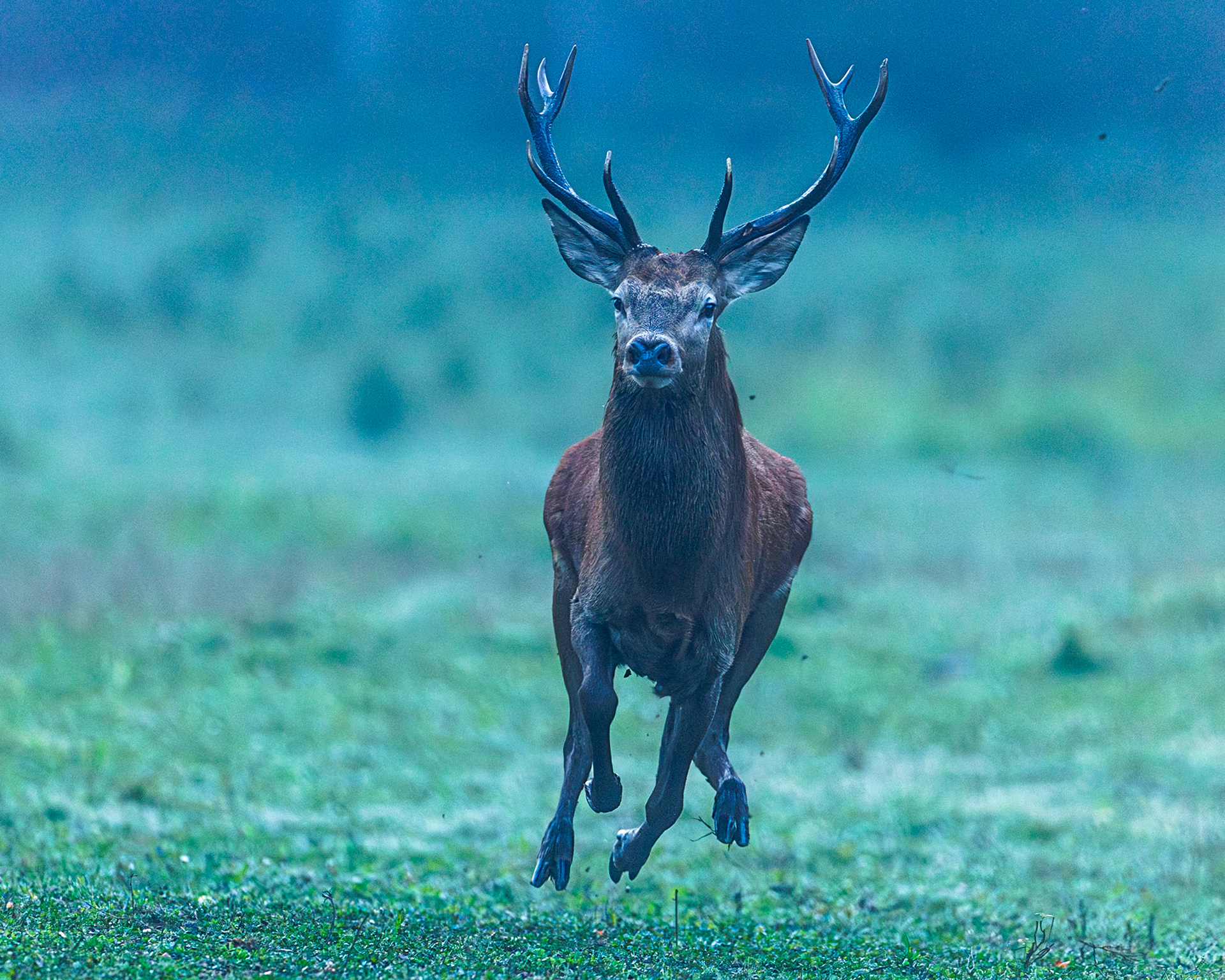 Red deer