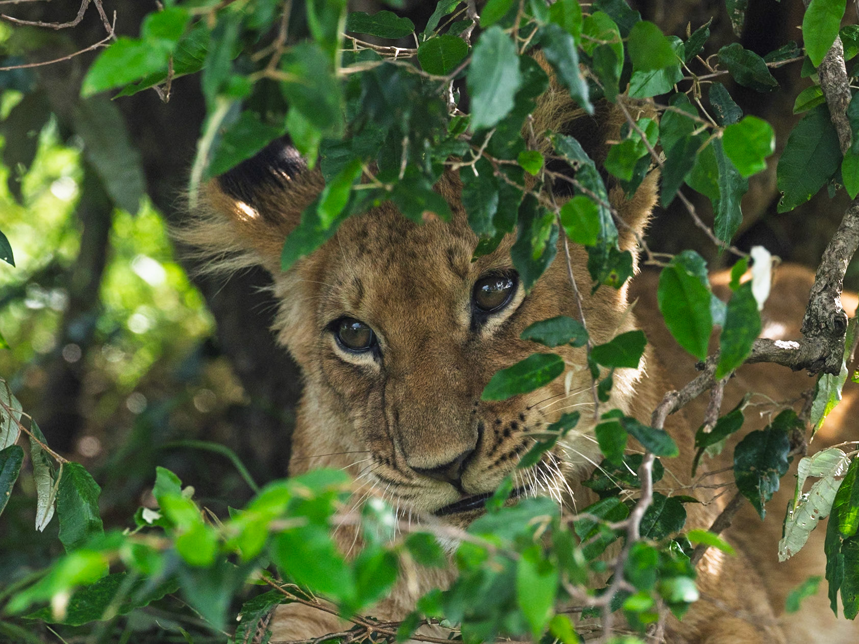 Lion in Masai Mara 2026