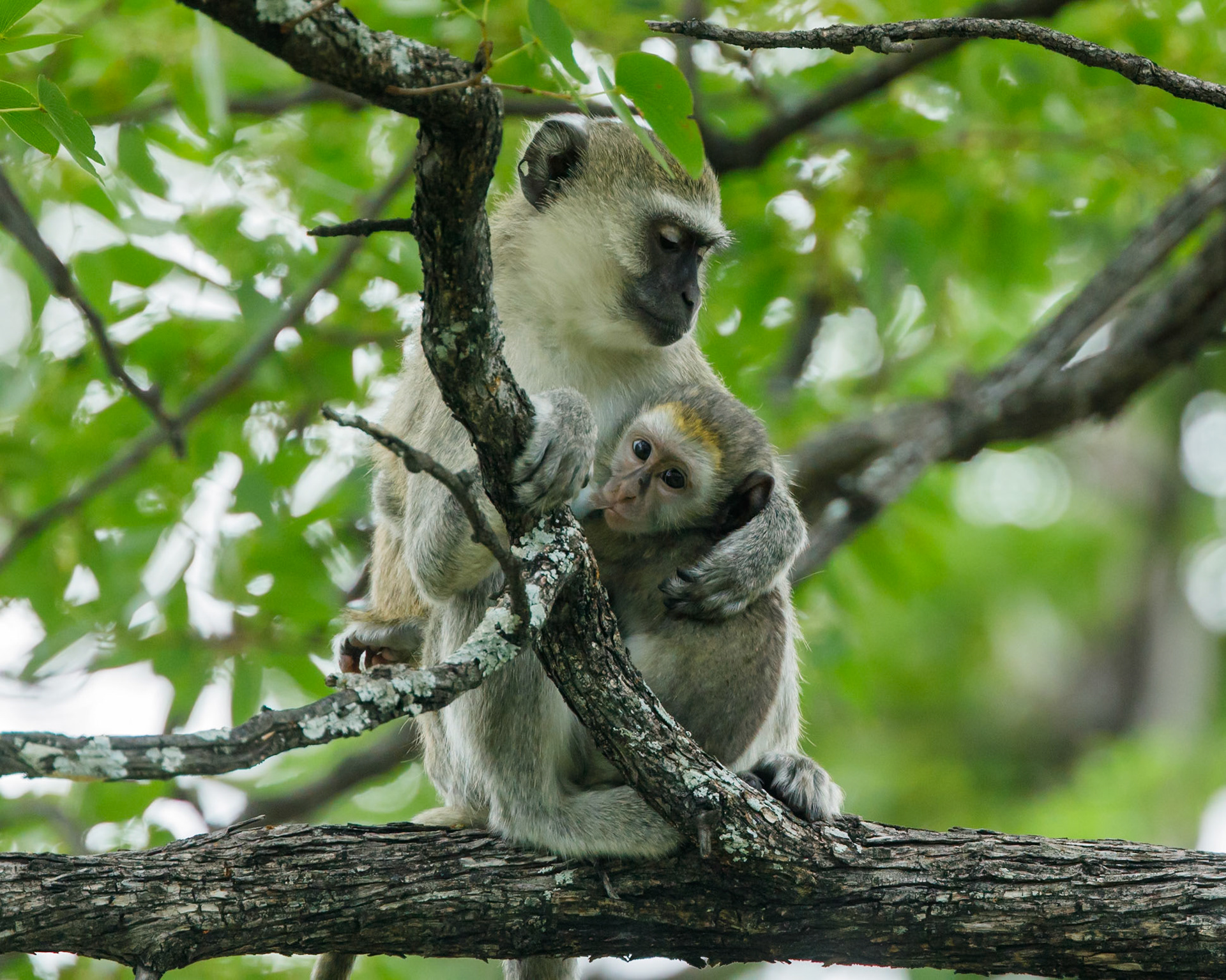 Vervet monkey