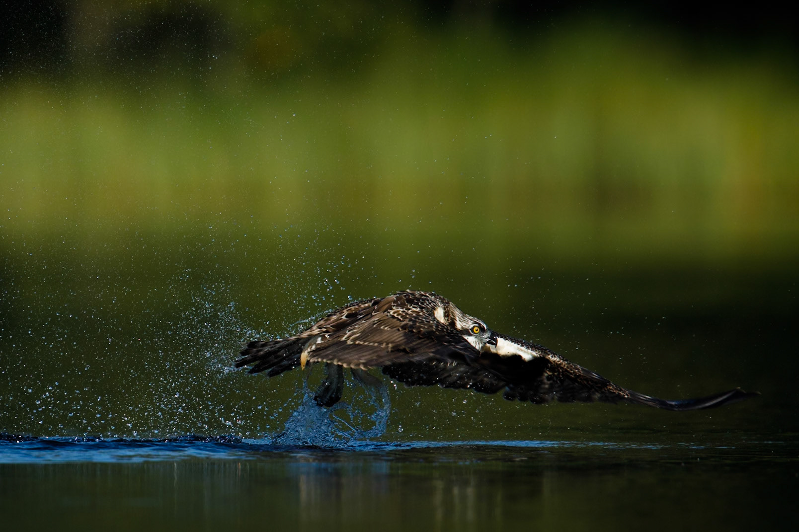 Osprey