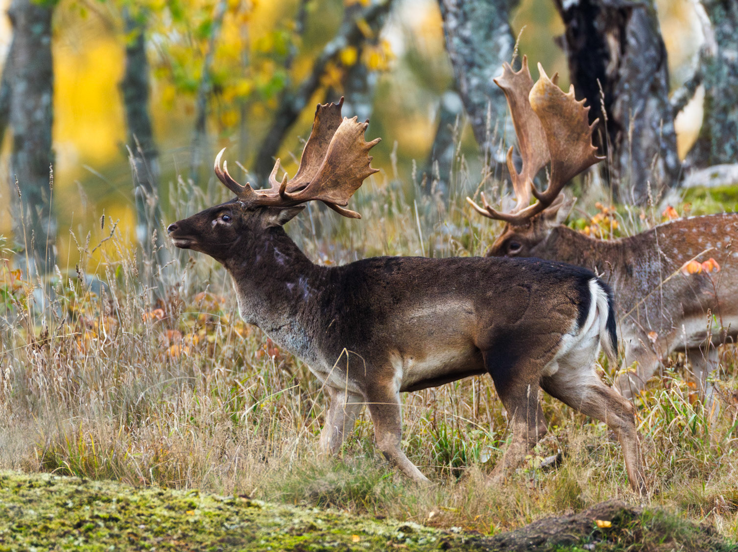 Fallow deer