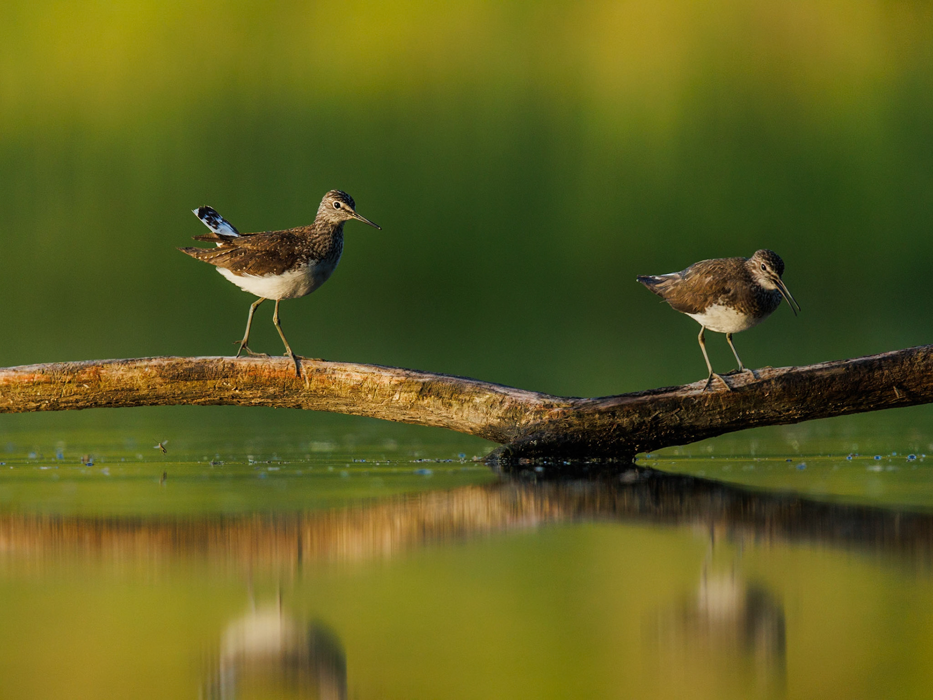 Green Sandpiper