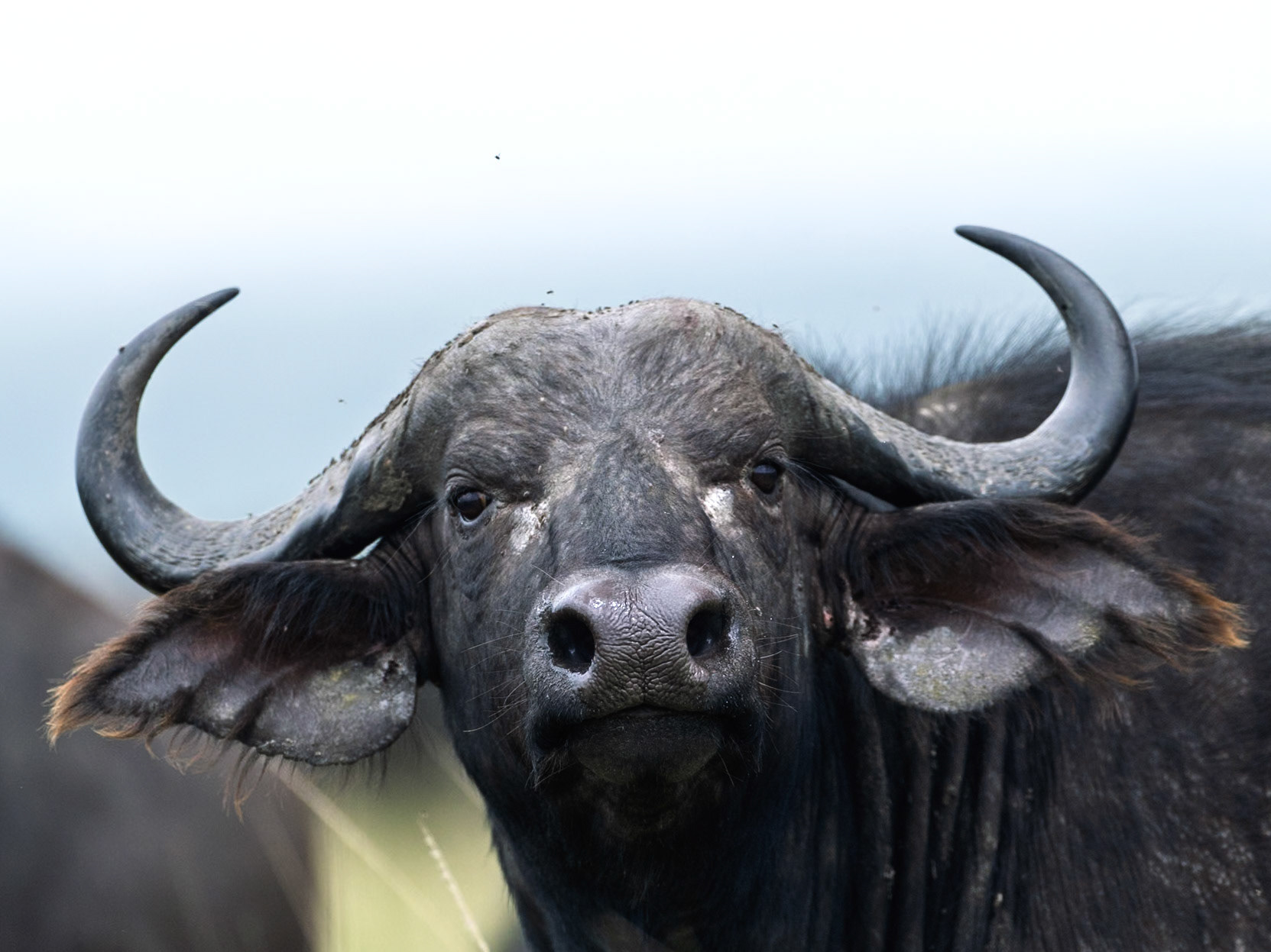 Buffalo in Masai Mara 2026