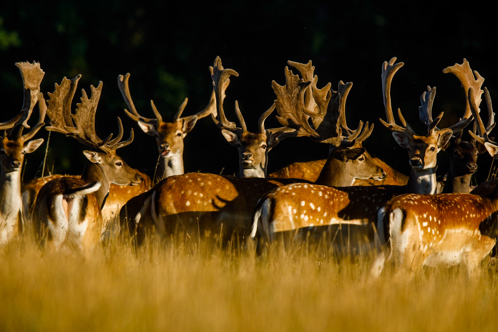 Fallow Deer