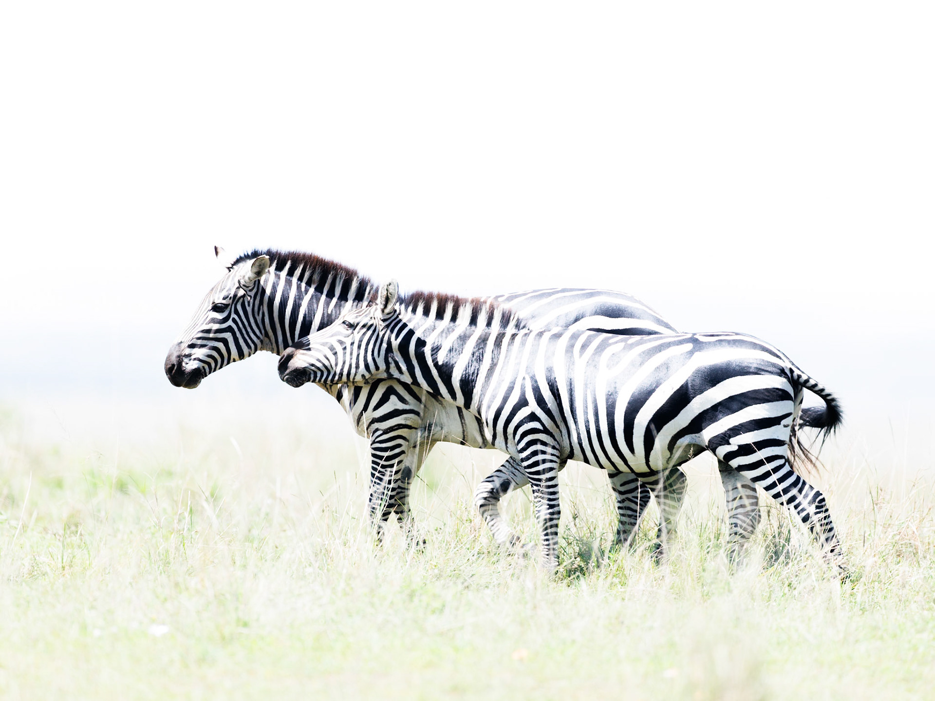 Zebras in Masai Mara 2026