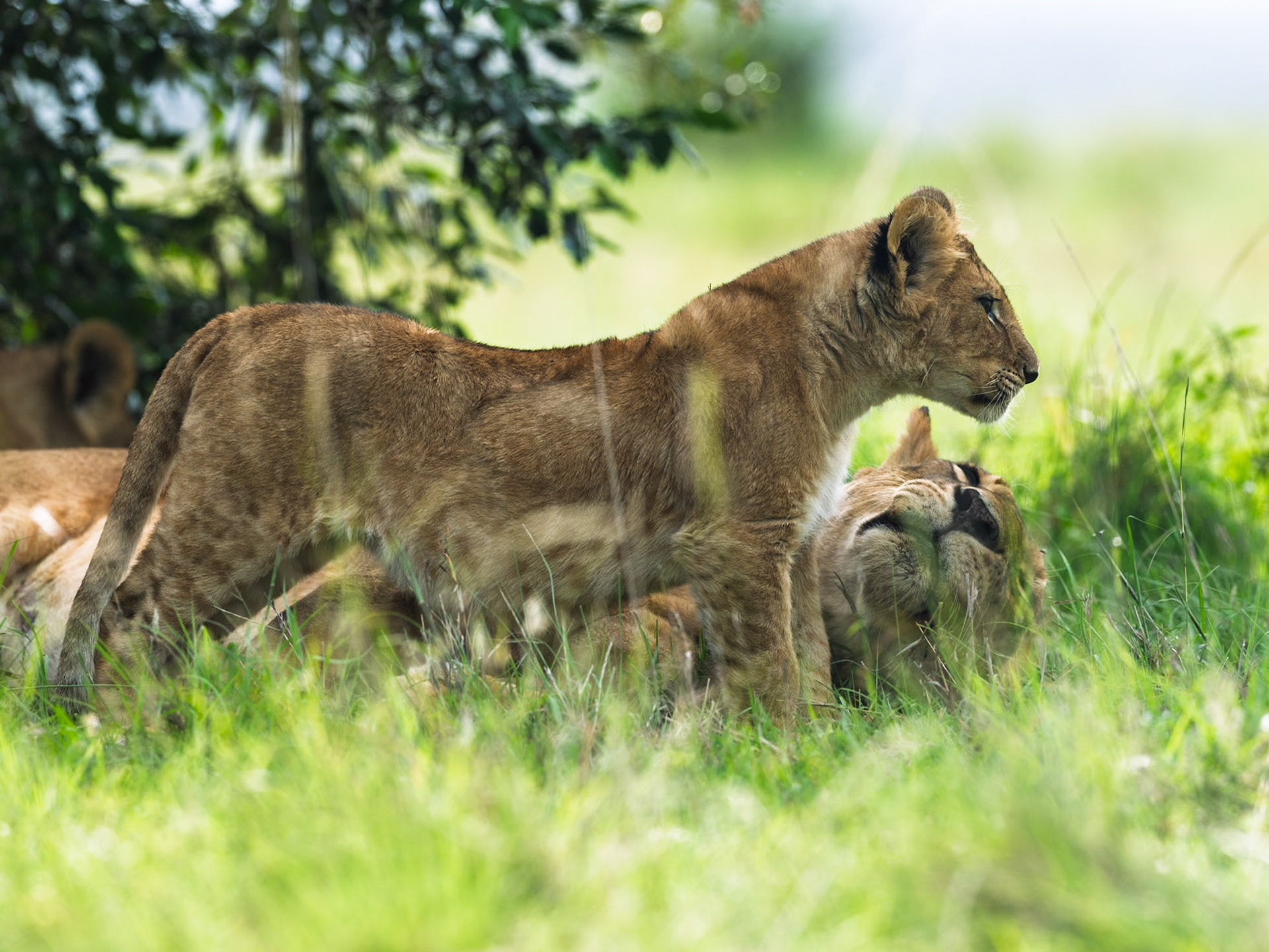 Lions in Masai Mara 2026