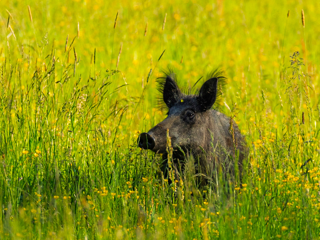 Wild Boar