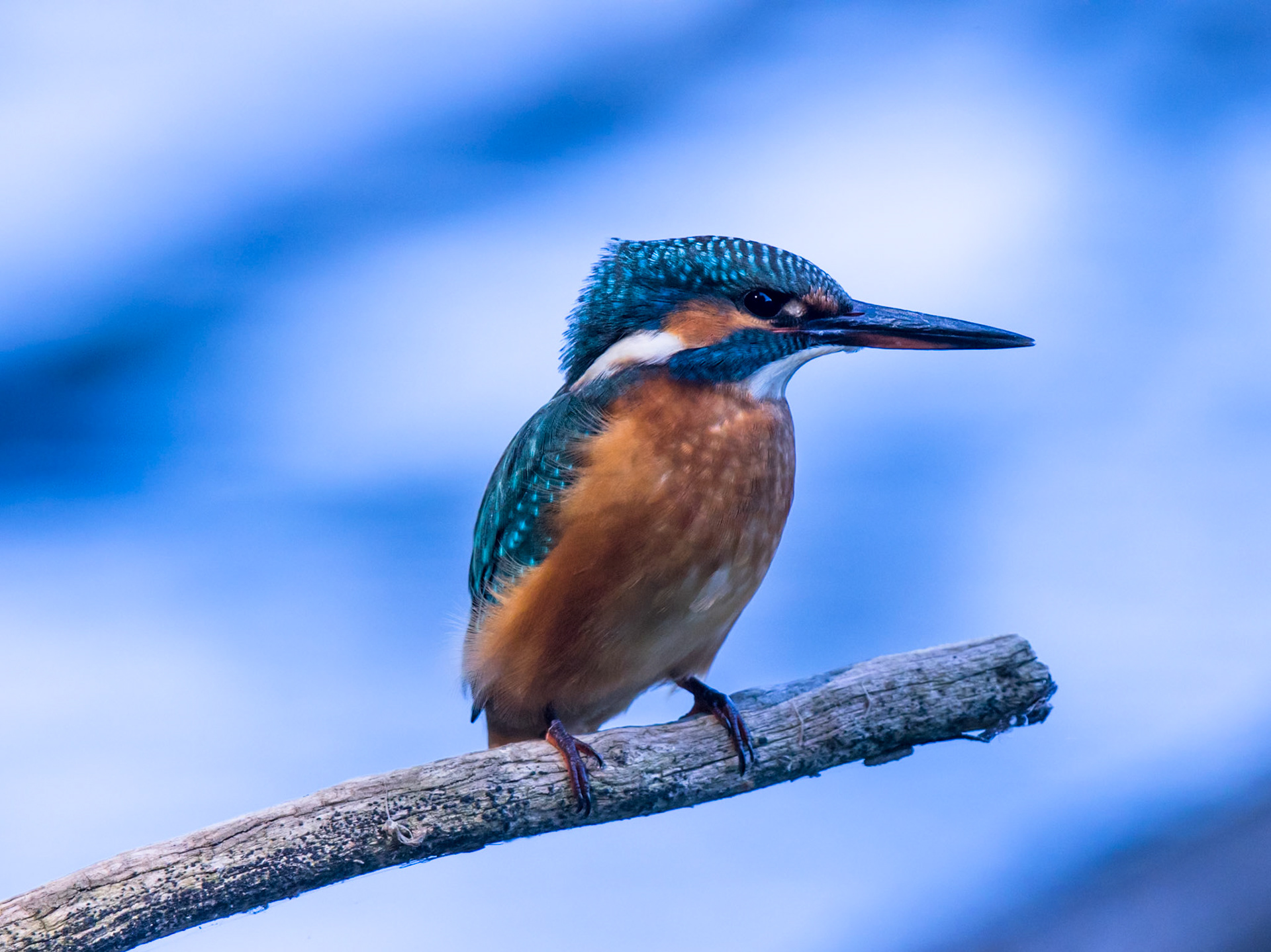 Common Kingfisher