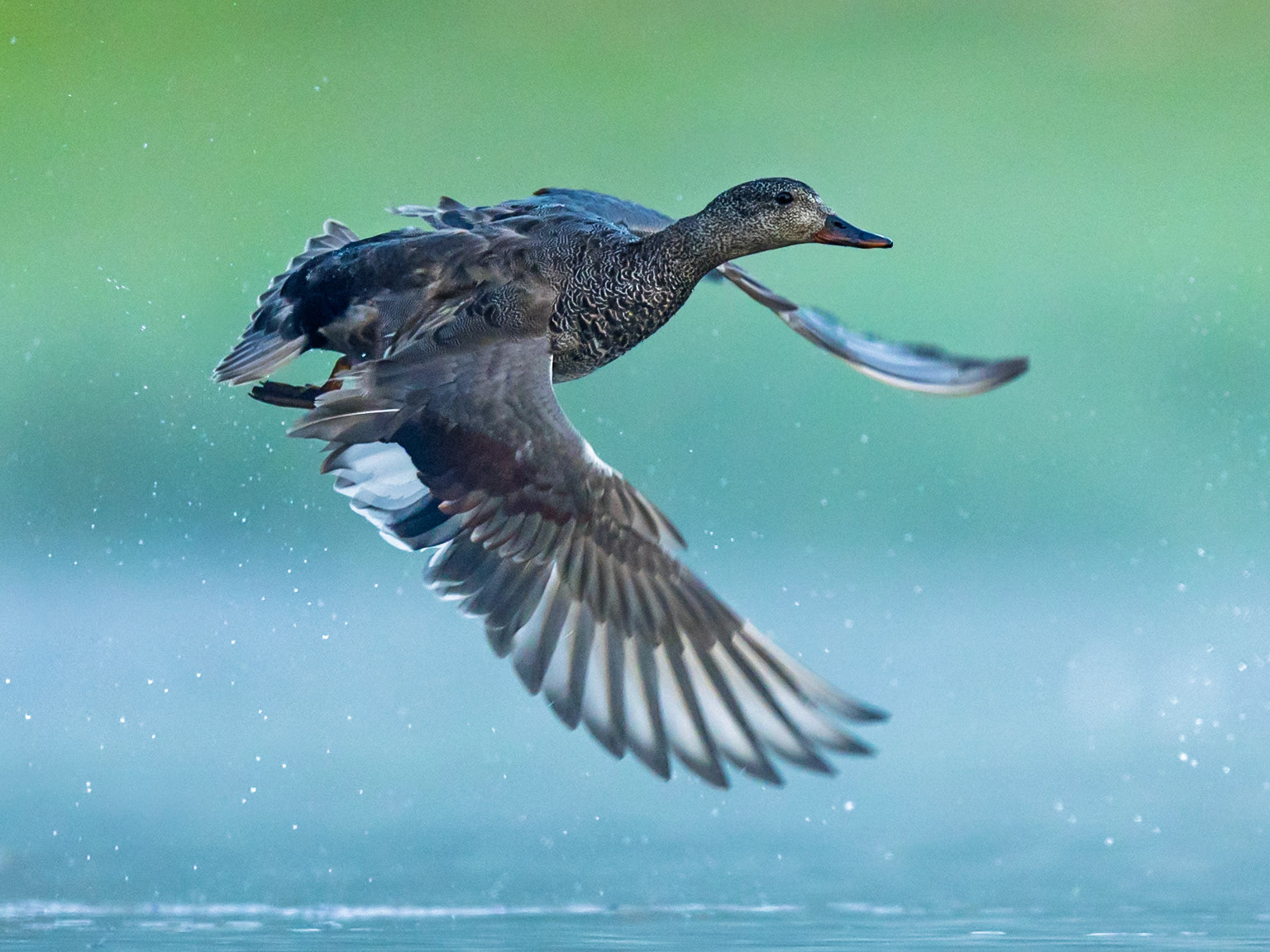 Gadwall