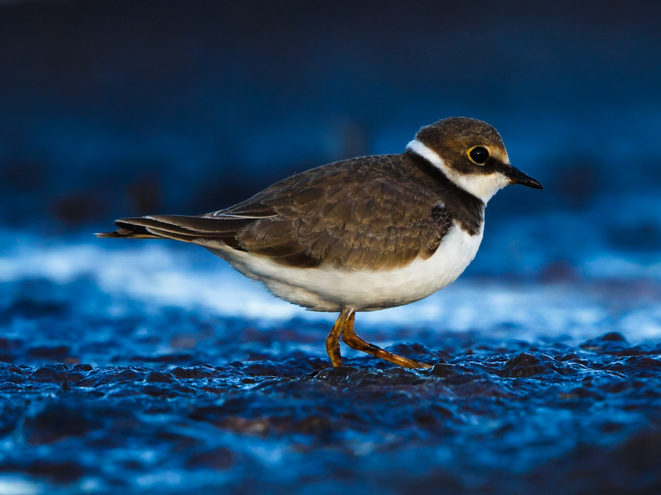 Common Ringed Plover