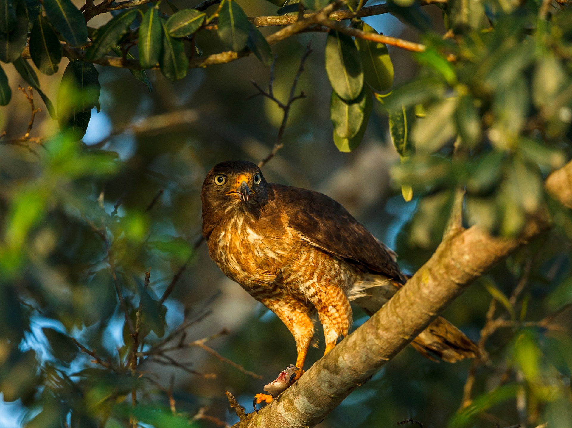 Roadside Hawk