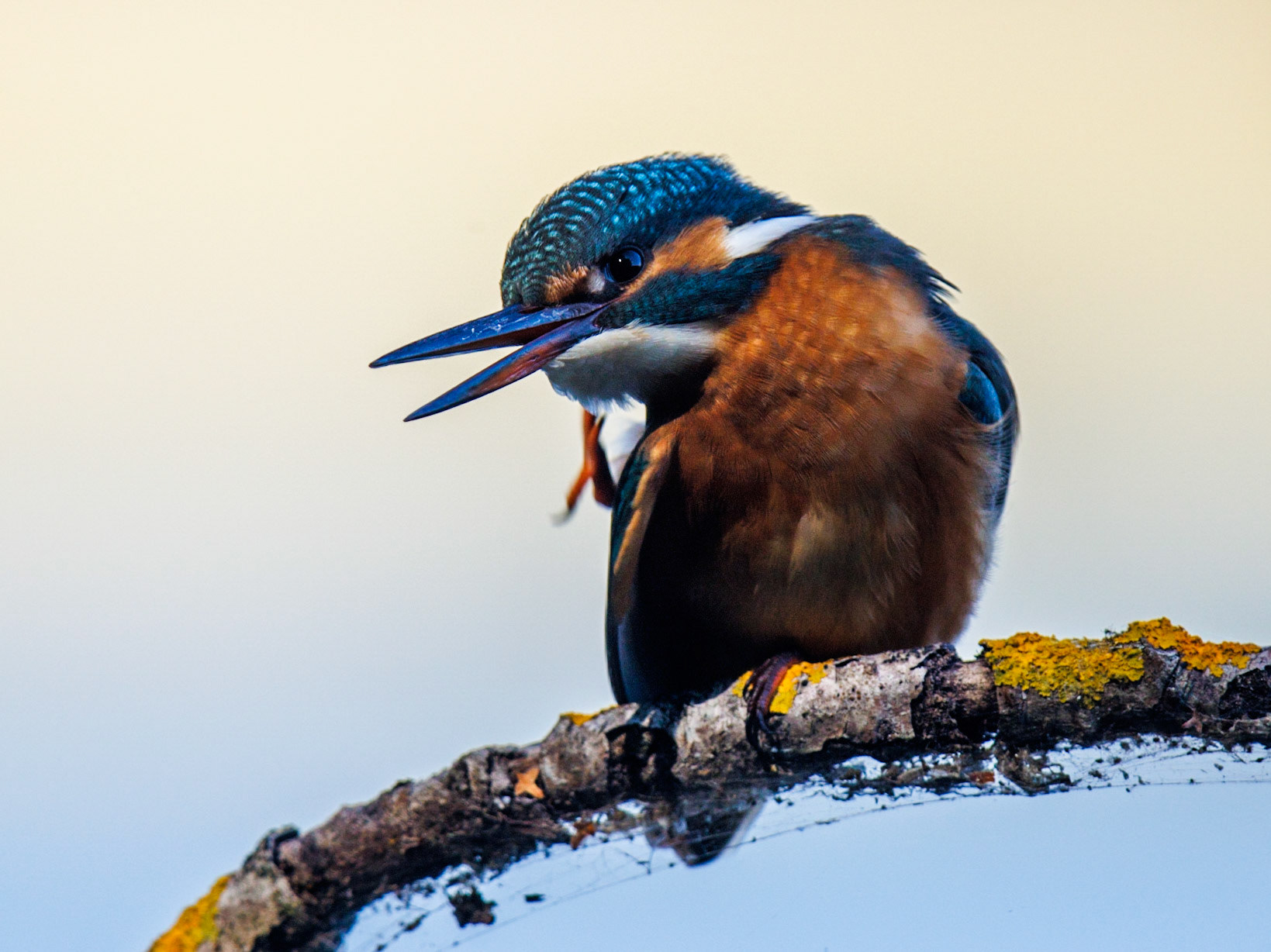 Common Kingfisher