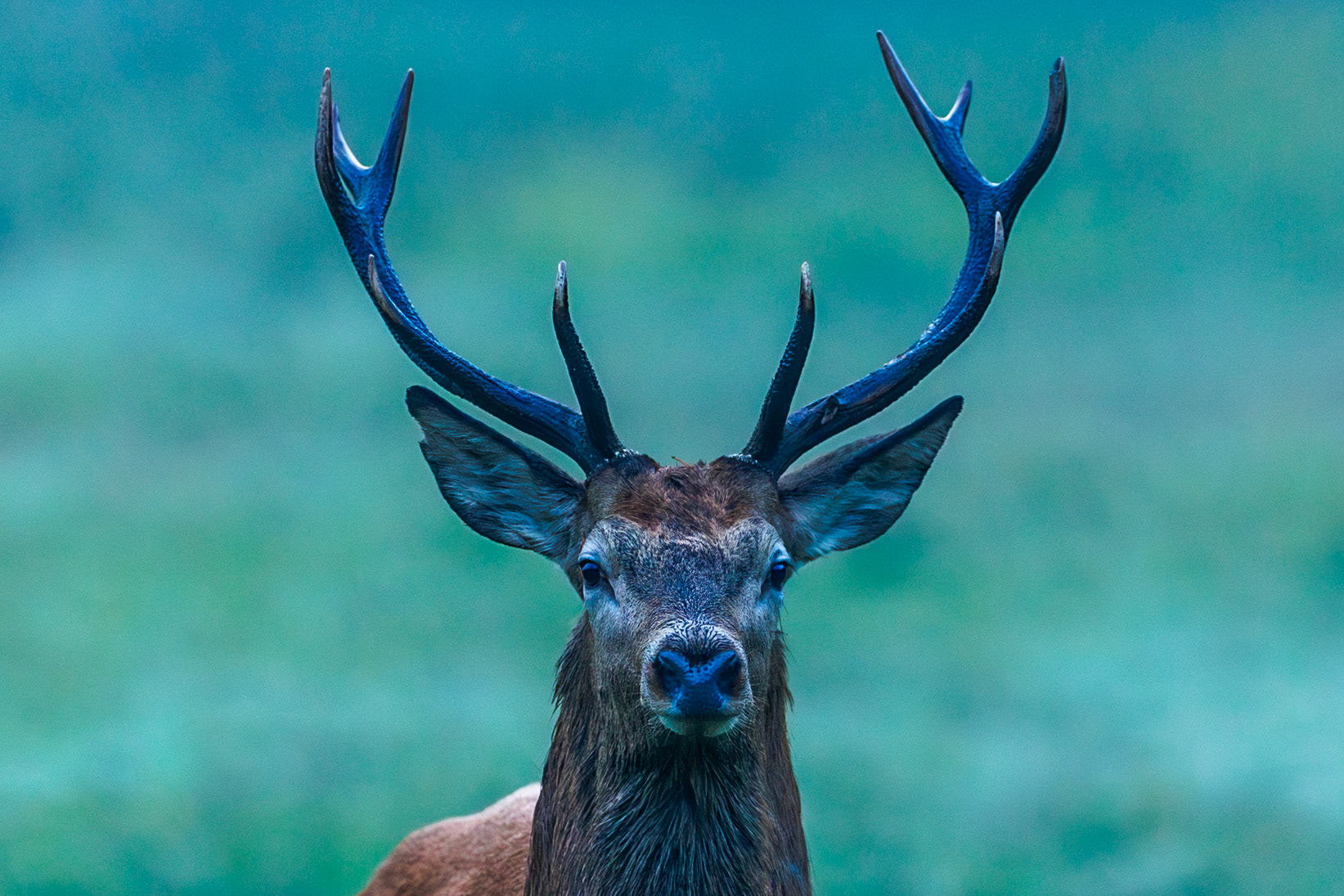 Red deer