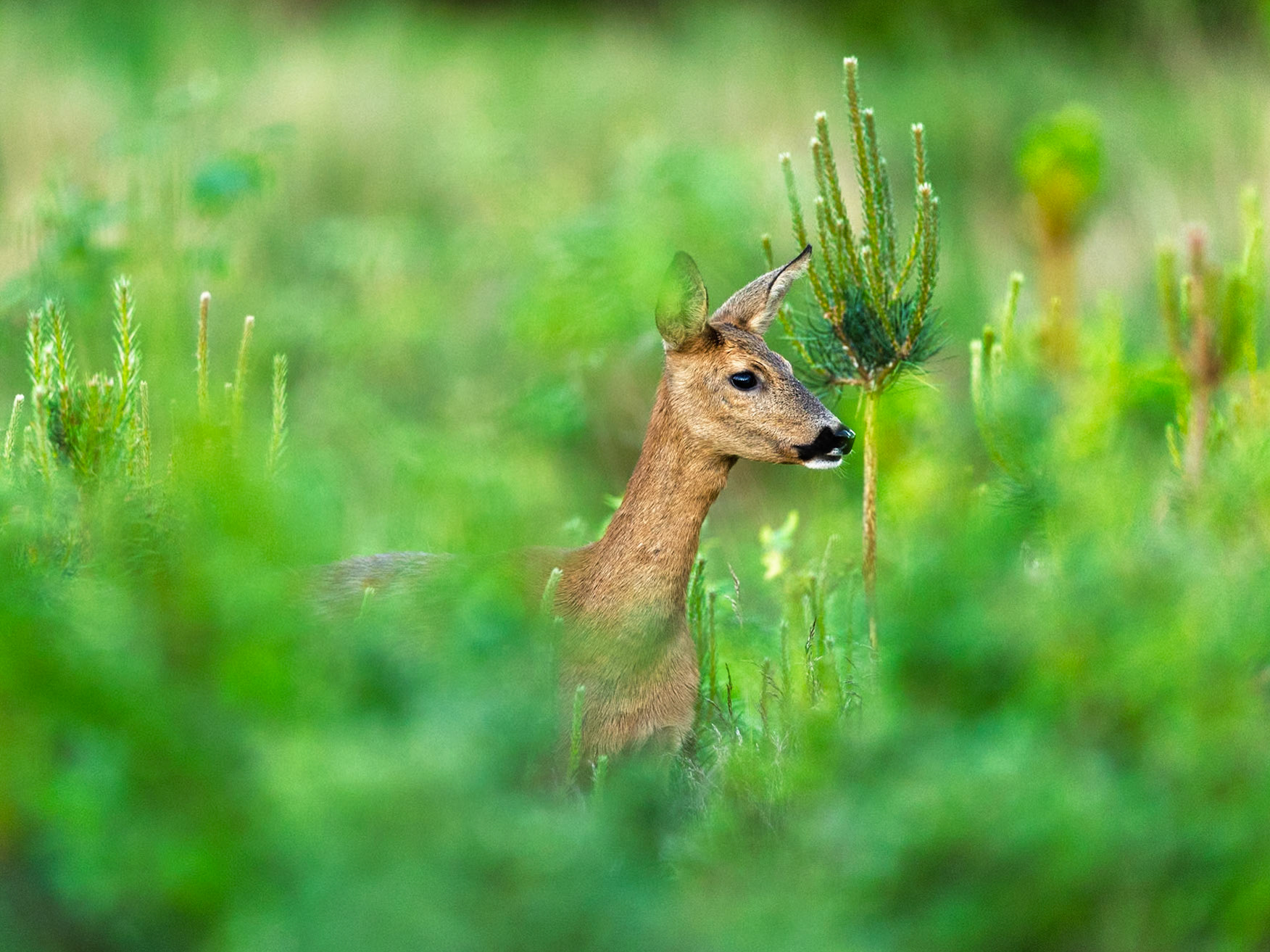 Roe Deer