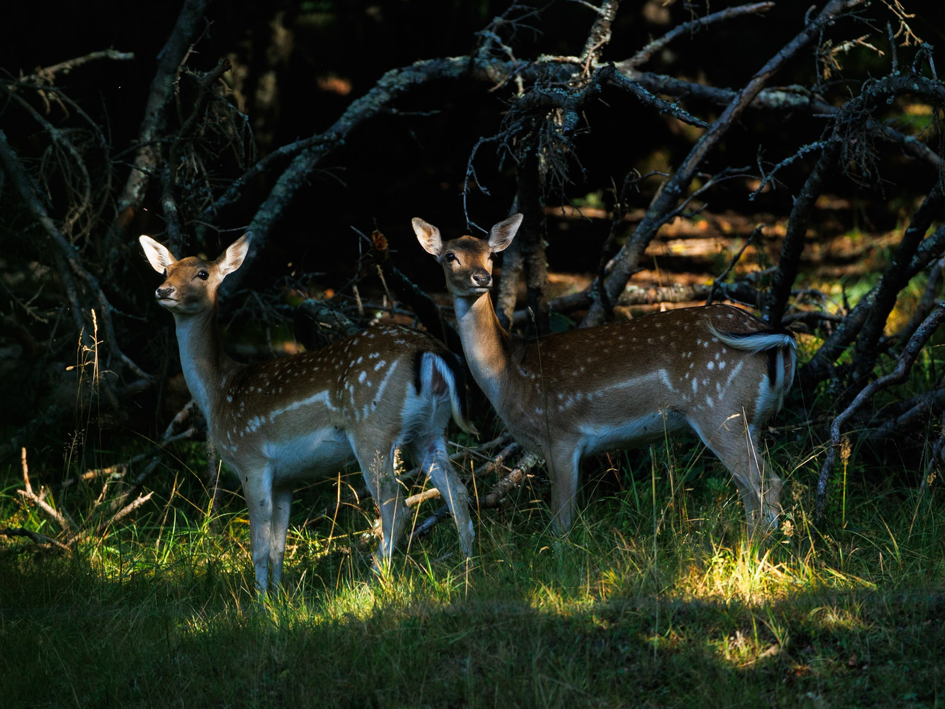 Fallow Deer