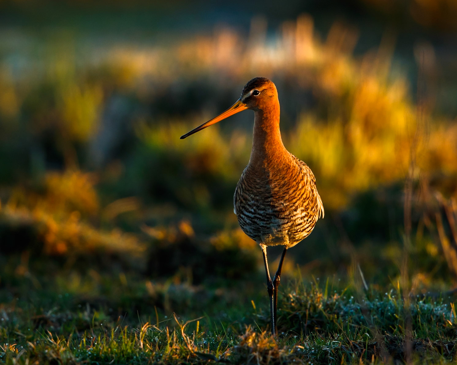 Black-Tailed Godwit