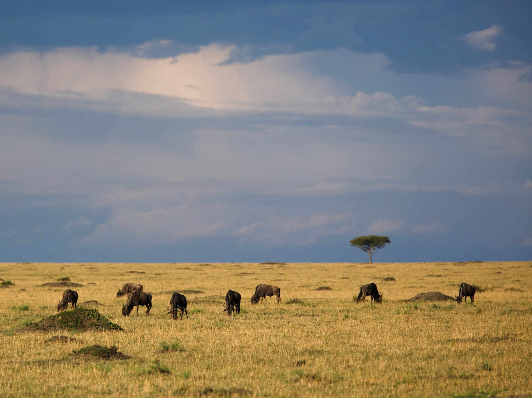 White-Bearded Wildebeest in Masai Mara 2014