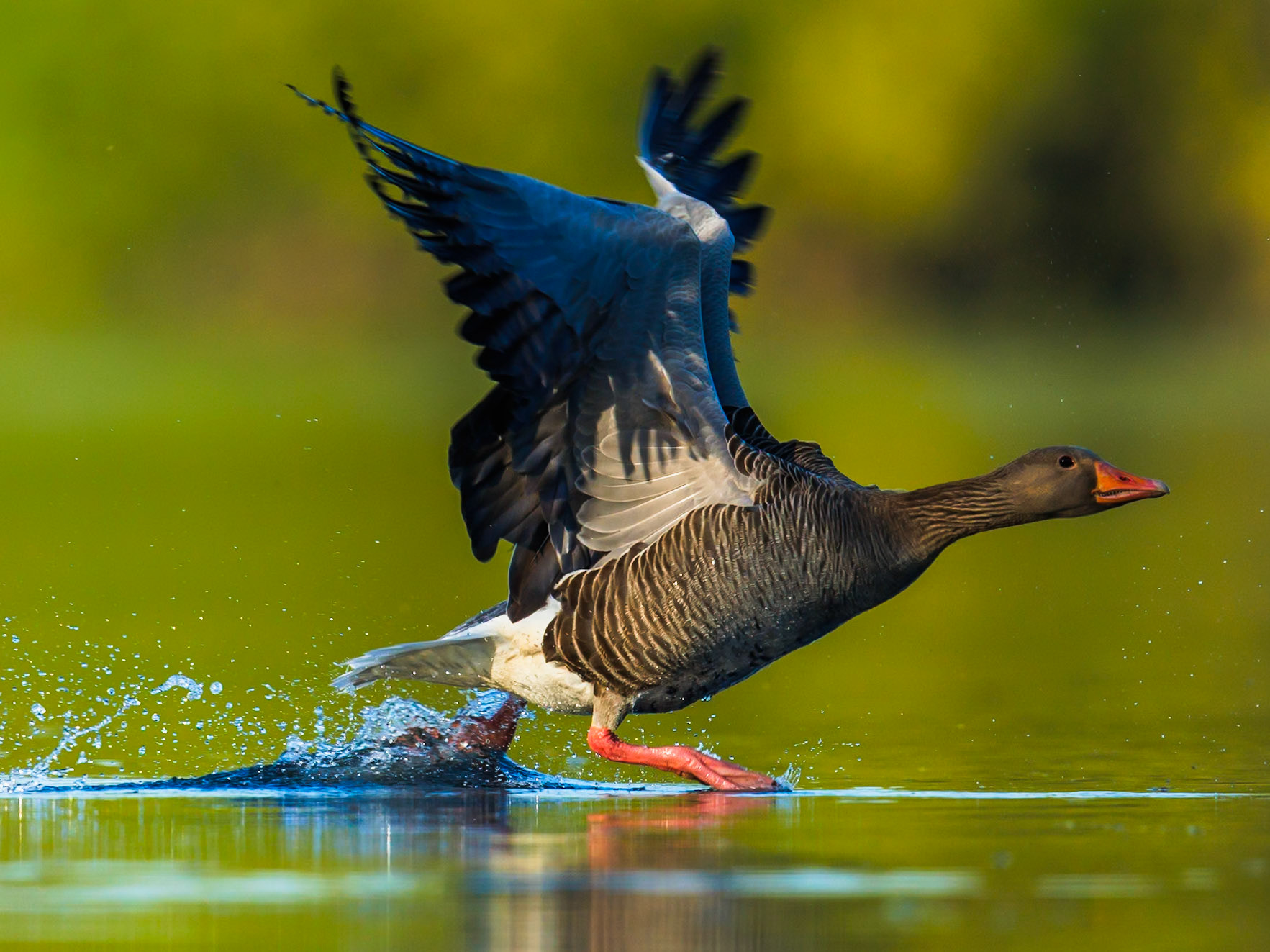 Greylag Goose
