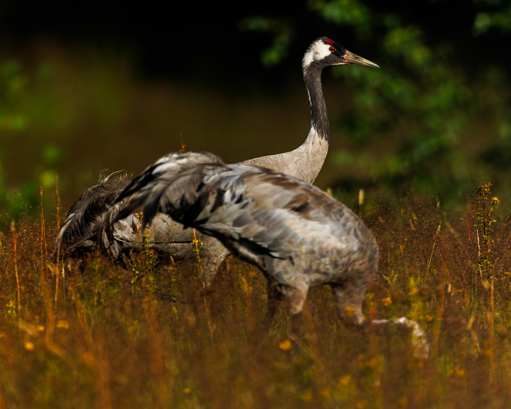 Common Crane