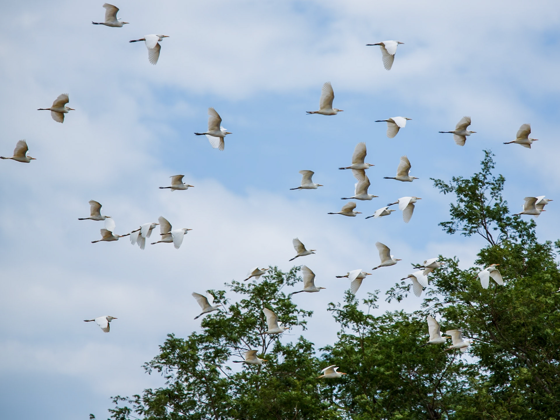 Great Egret