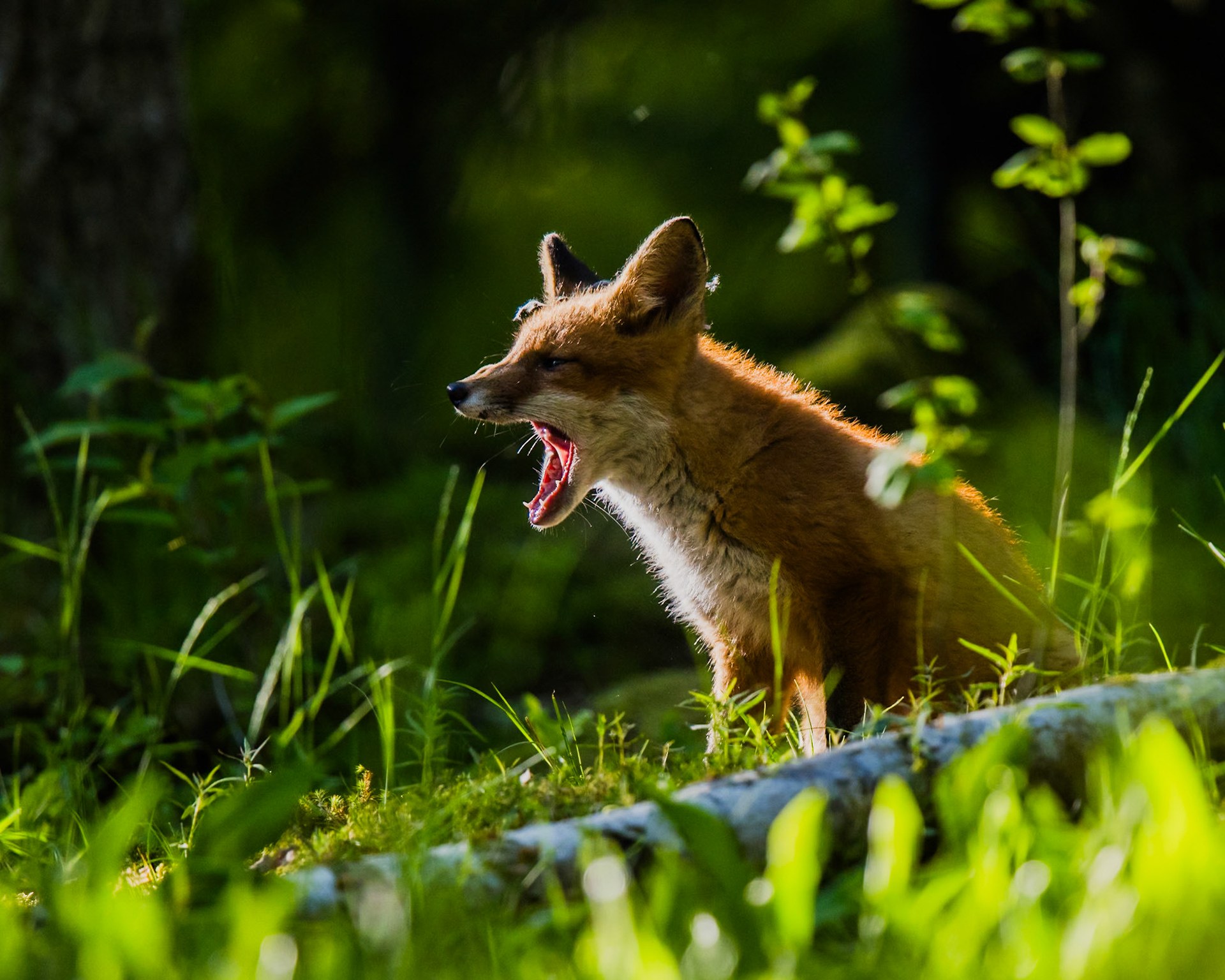 Red Fox