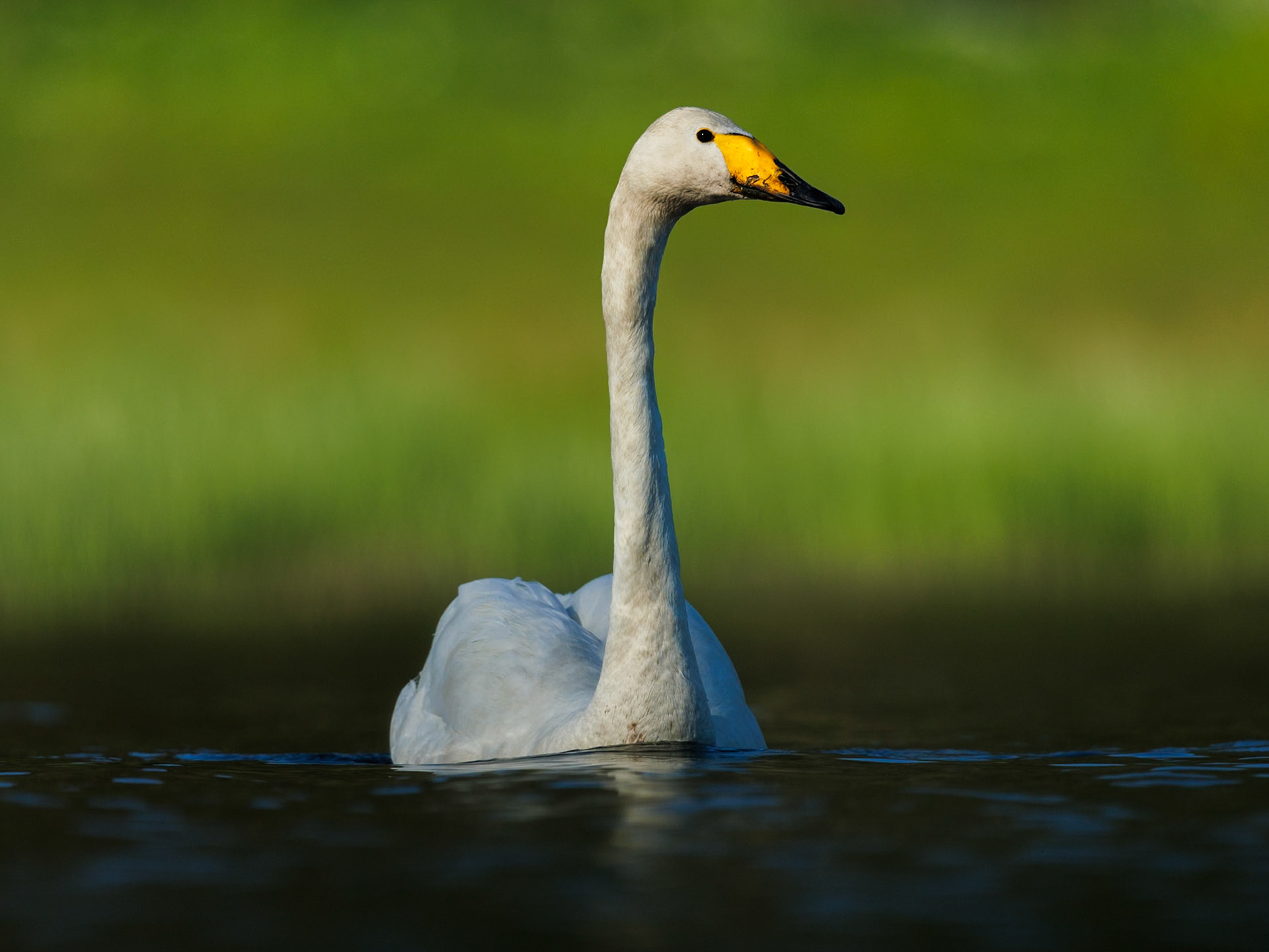 Whooper Swan