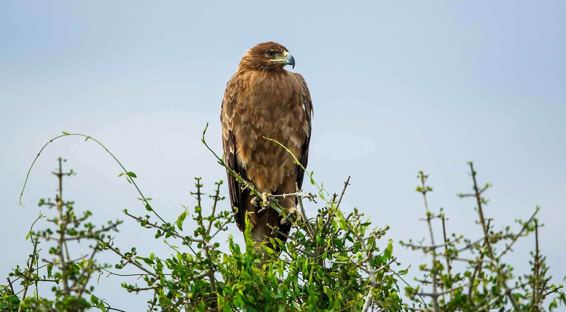 Tawny Eagle