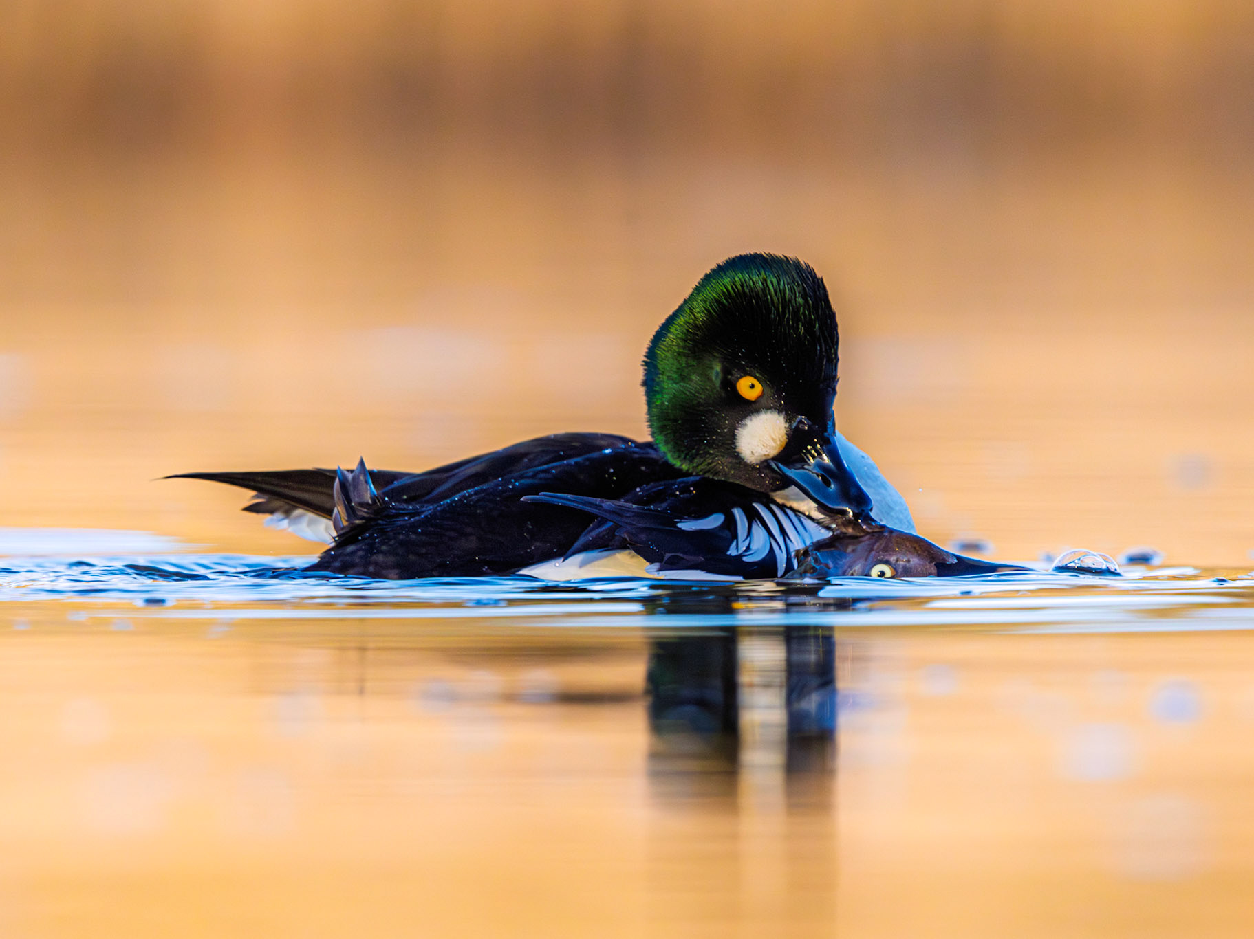 Common Goldeneye