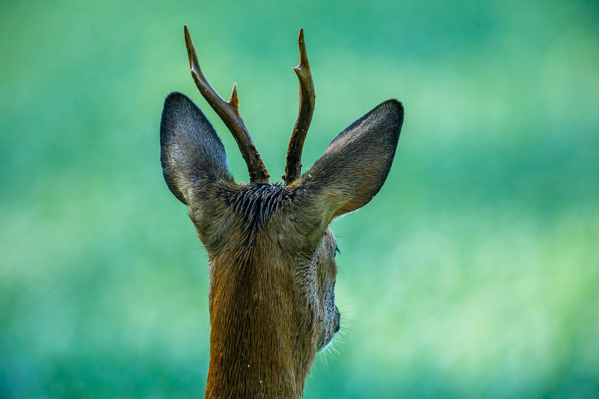 Roe Deer