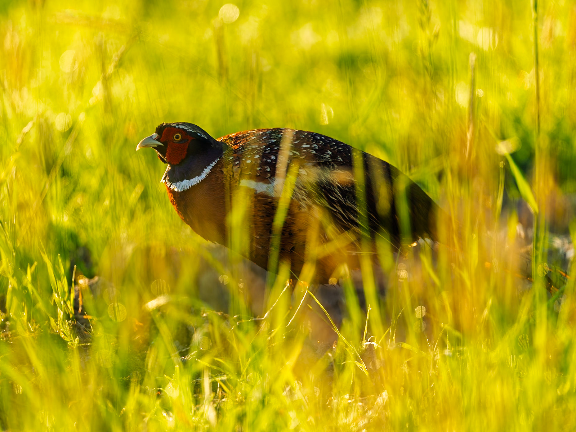 Pheasant