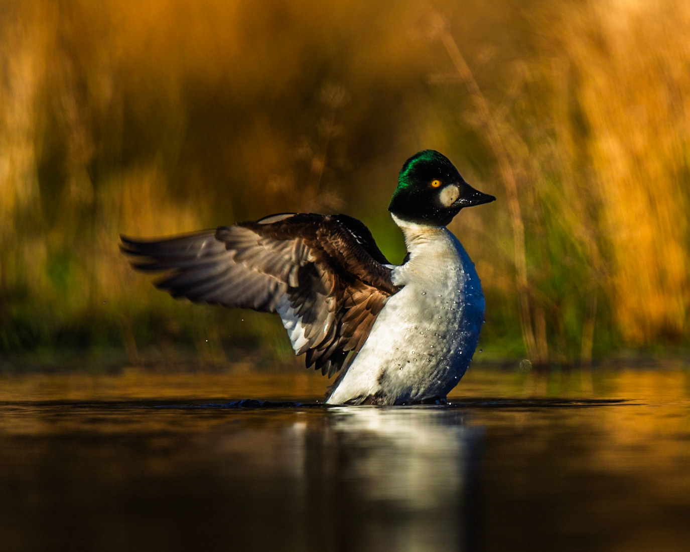 Common Goldeneye