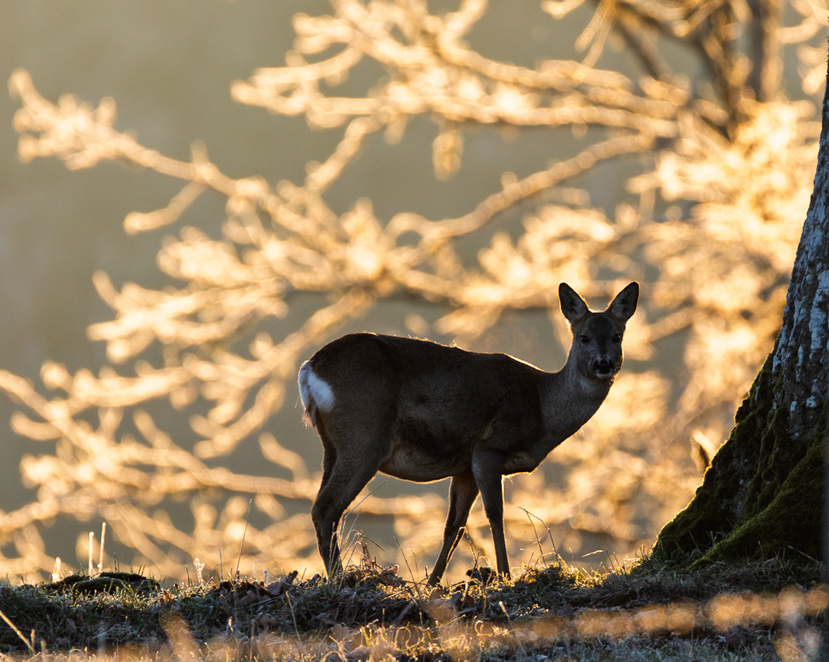Roe deer