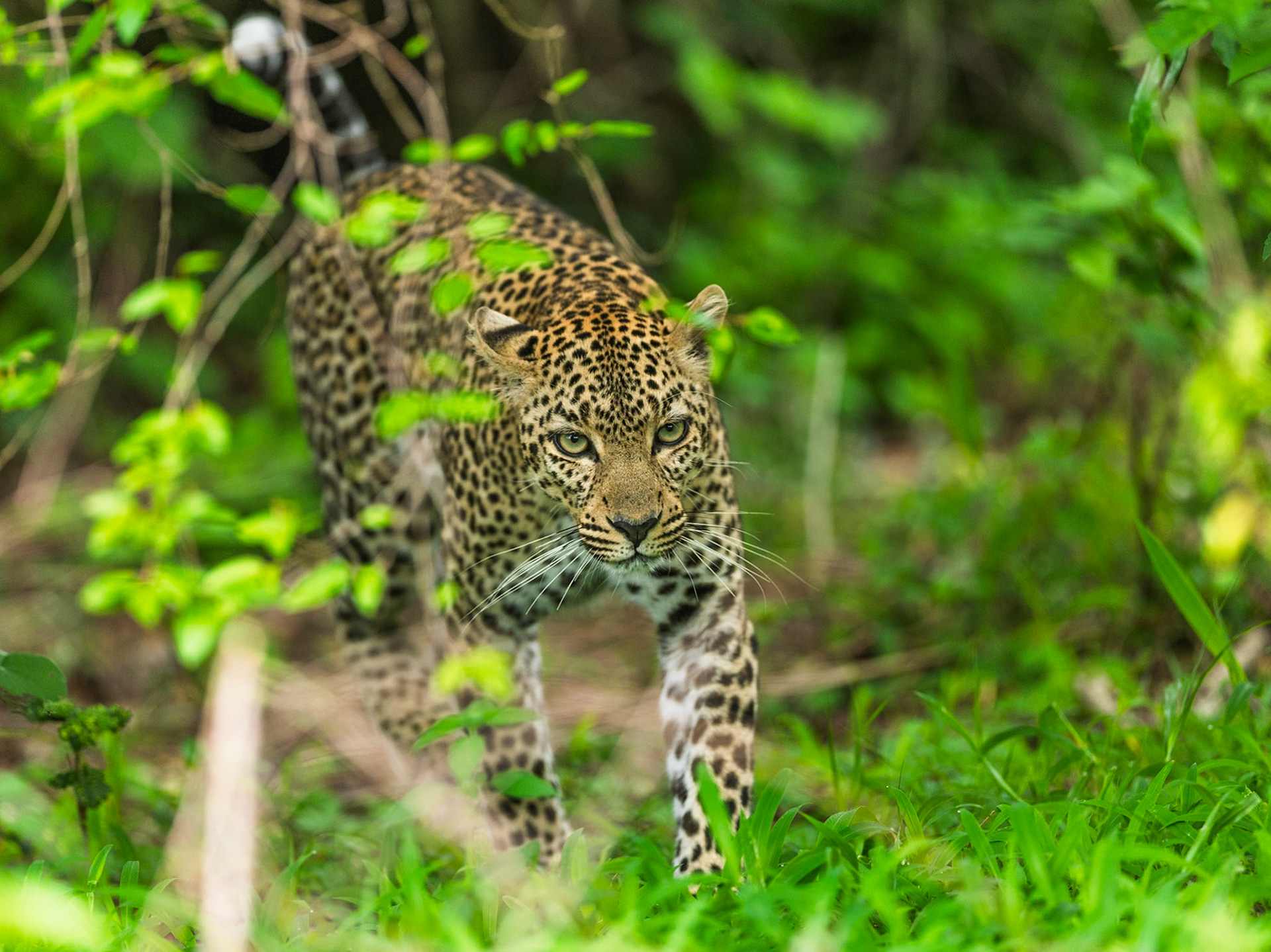 Leopard in Masai Mara 2026