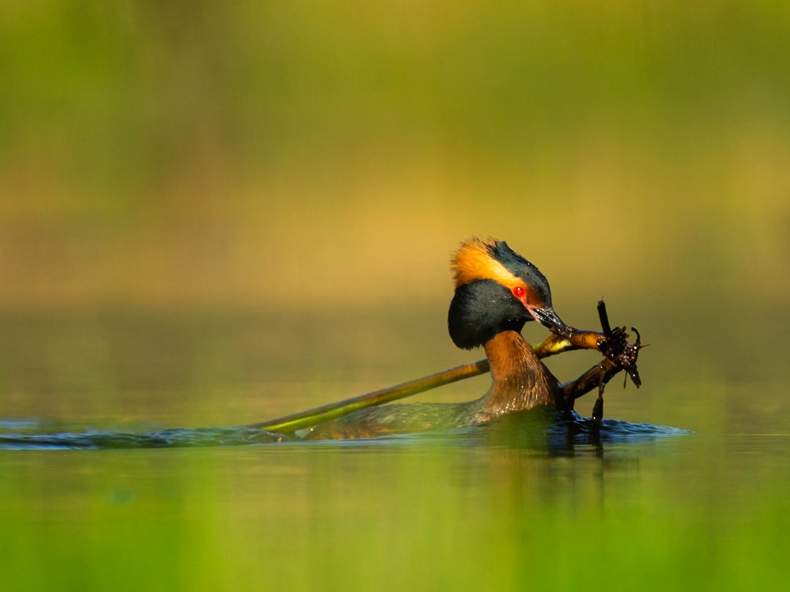 Slavonian Grebe