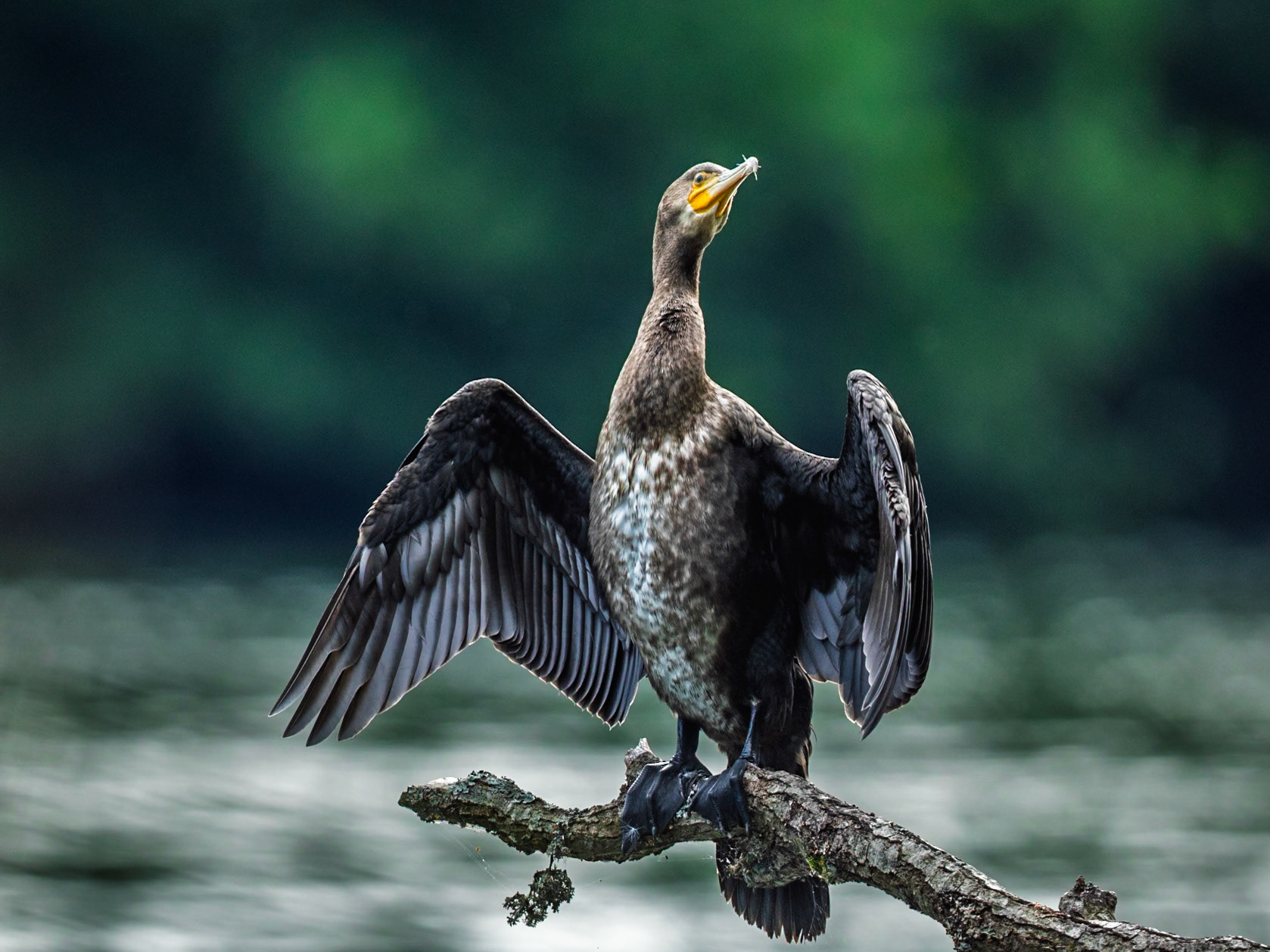 Great Cormorant