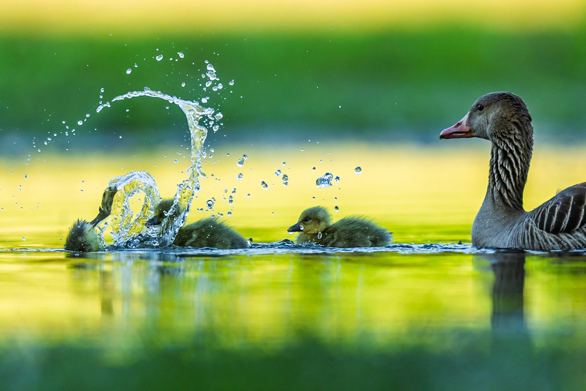Greylag Goose