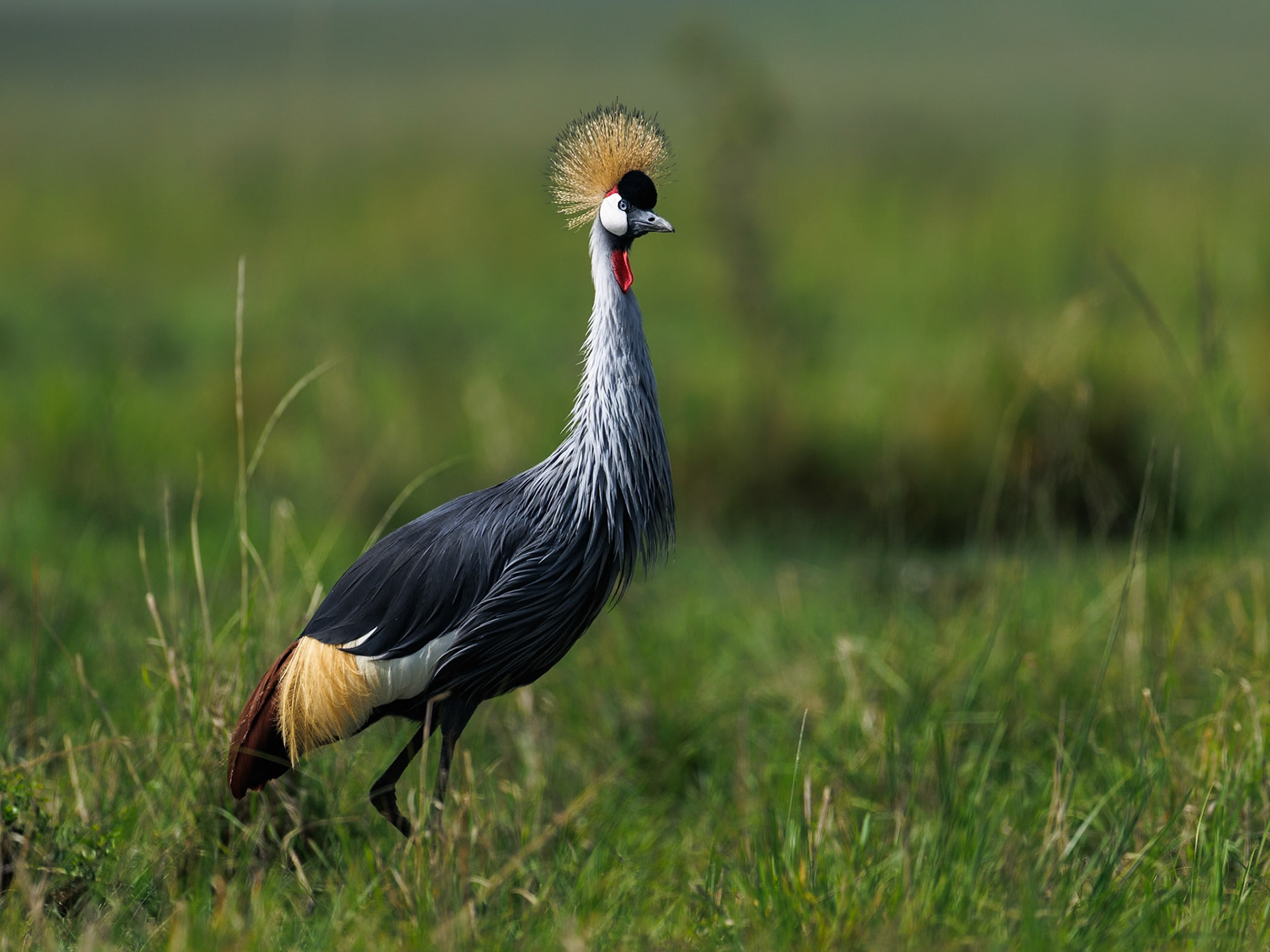 Grey crowned crane in Masai Mara 2026